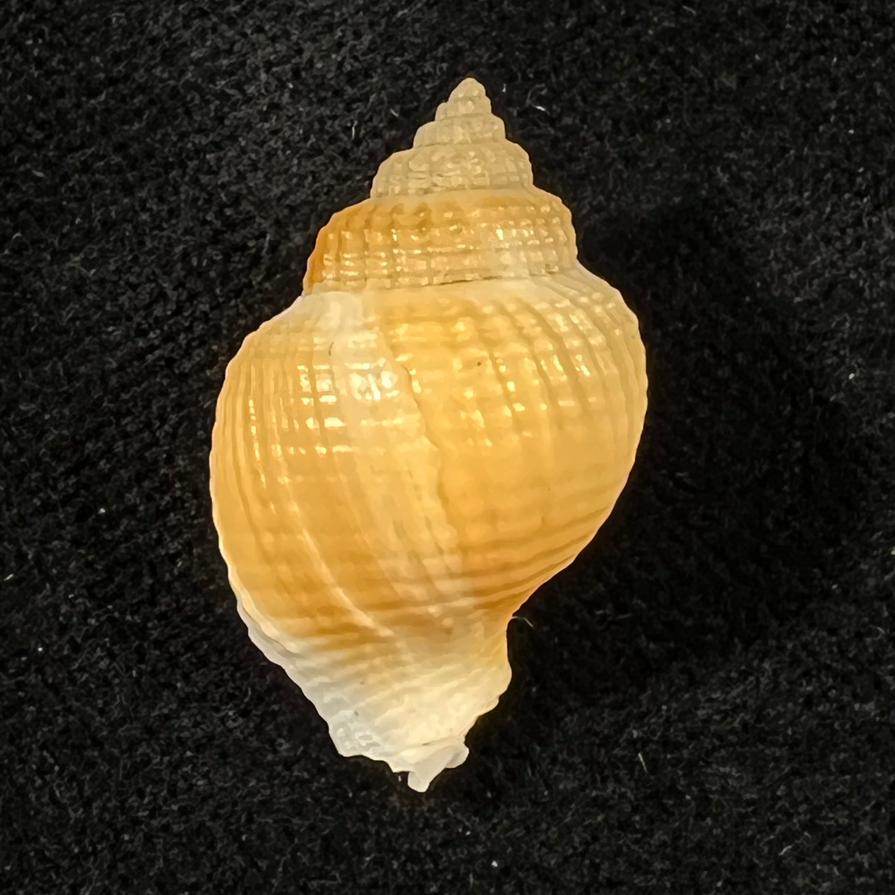 Cancellaria sp - 26mm