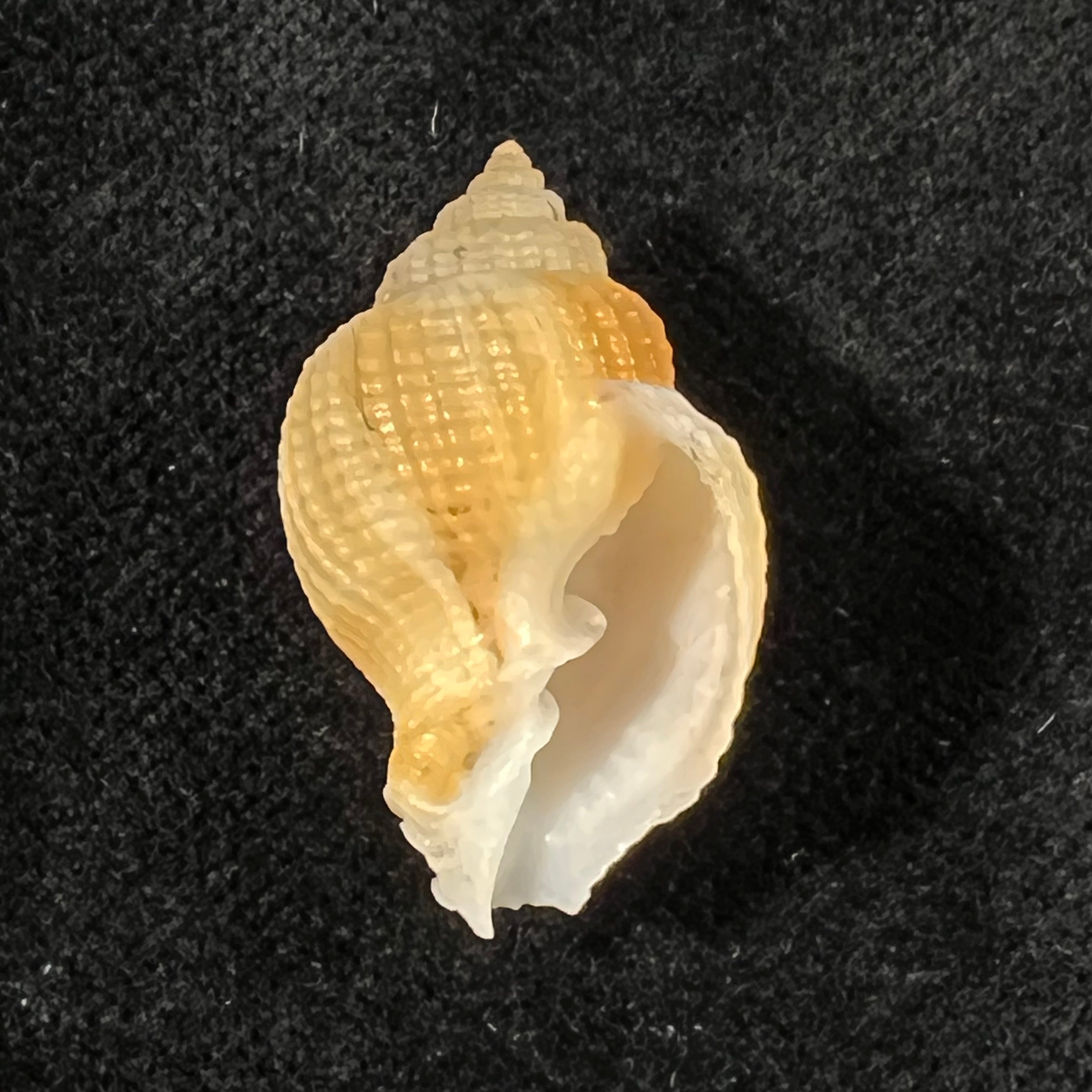Cancellaria sp - 26mm