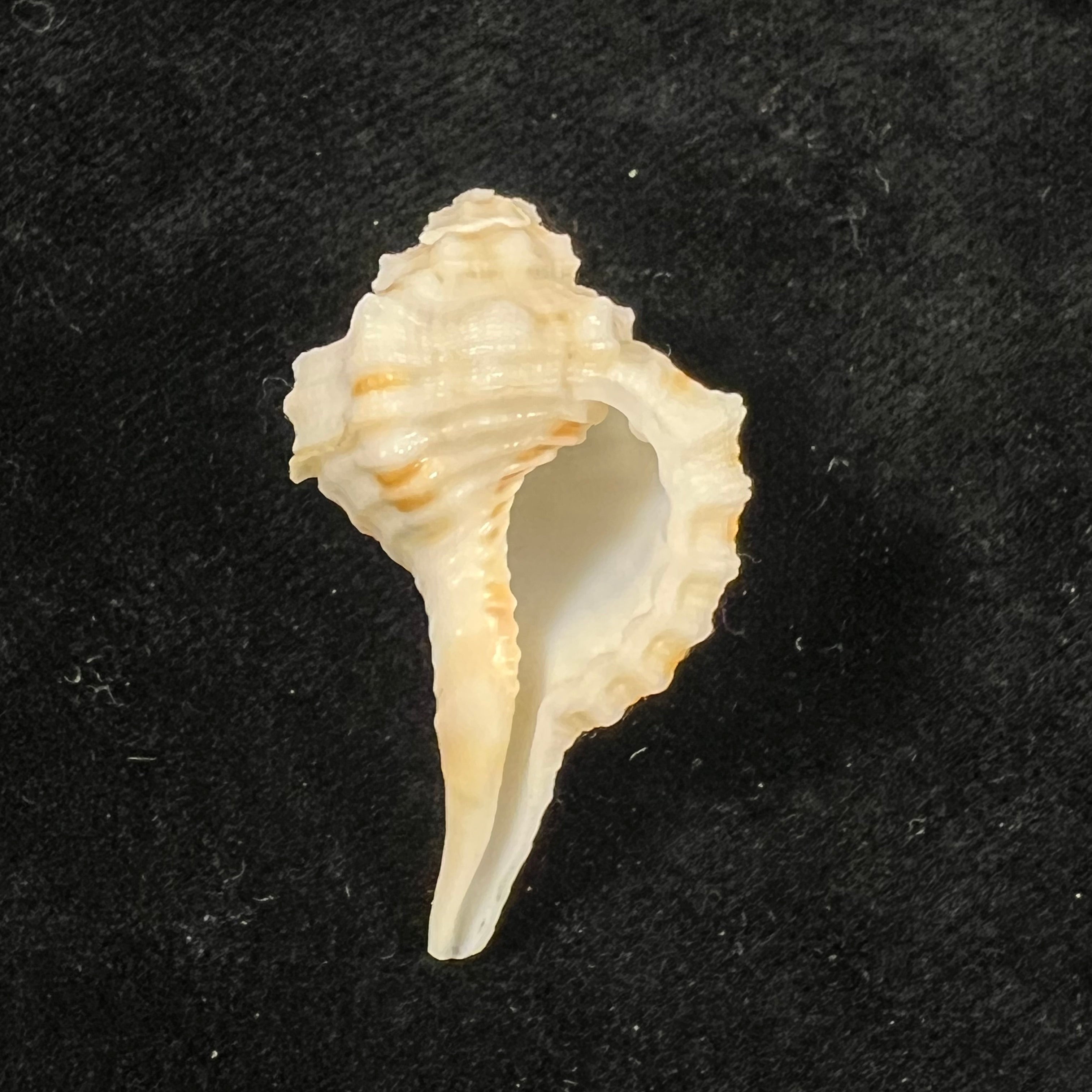 Ranularia rehderi (A. H. Verrill, 1950) - 36,9mm