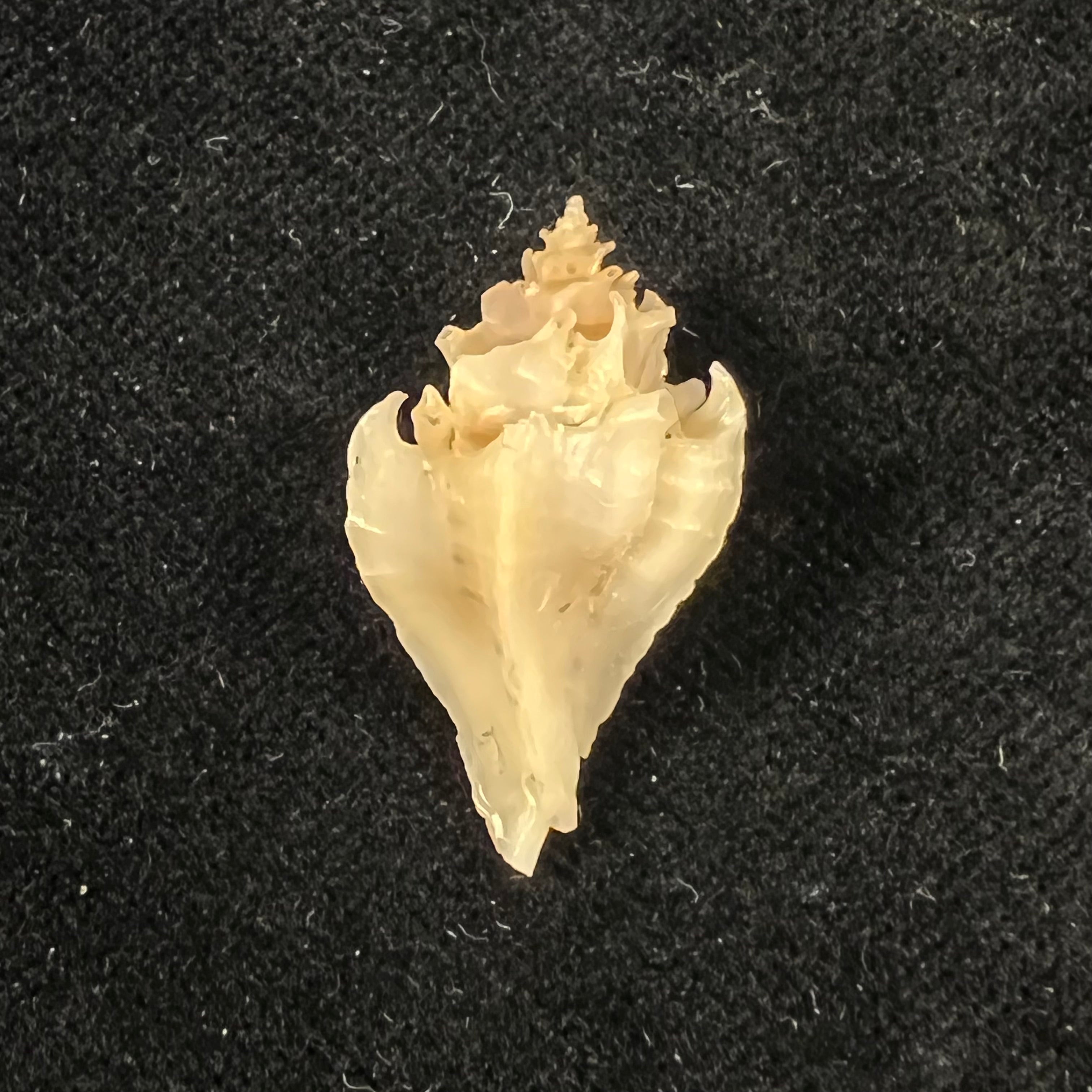 Monstrotyphis jardinreinensis (Espinosa, 1985) - 26,6mm