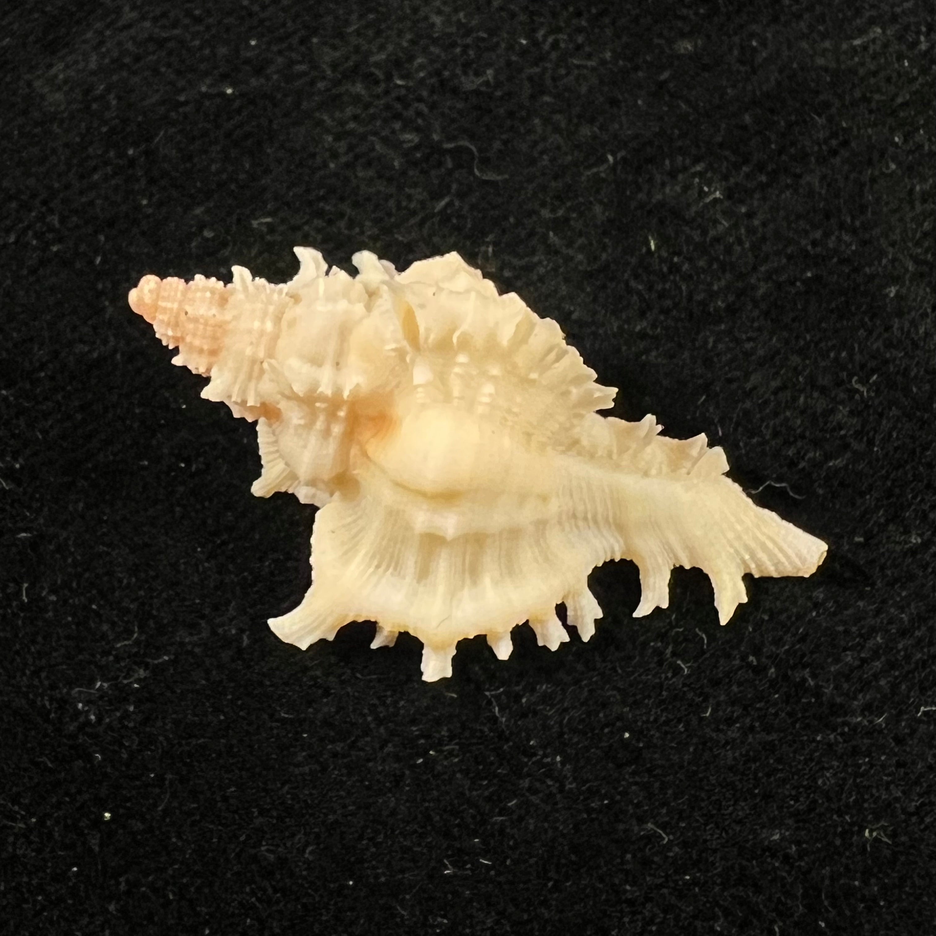 Chicoreus bullisi E. H. Vokes, 1974 - 33,7mm