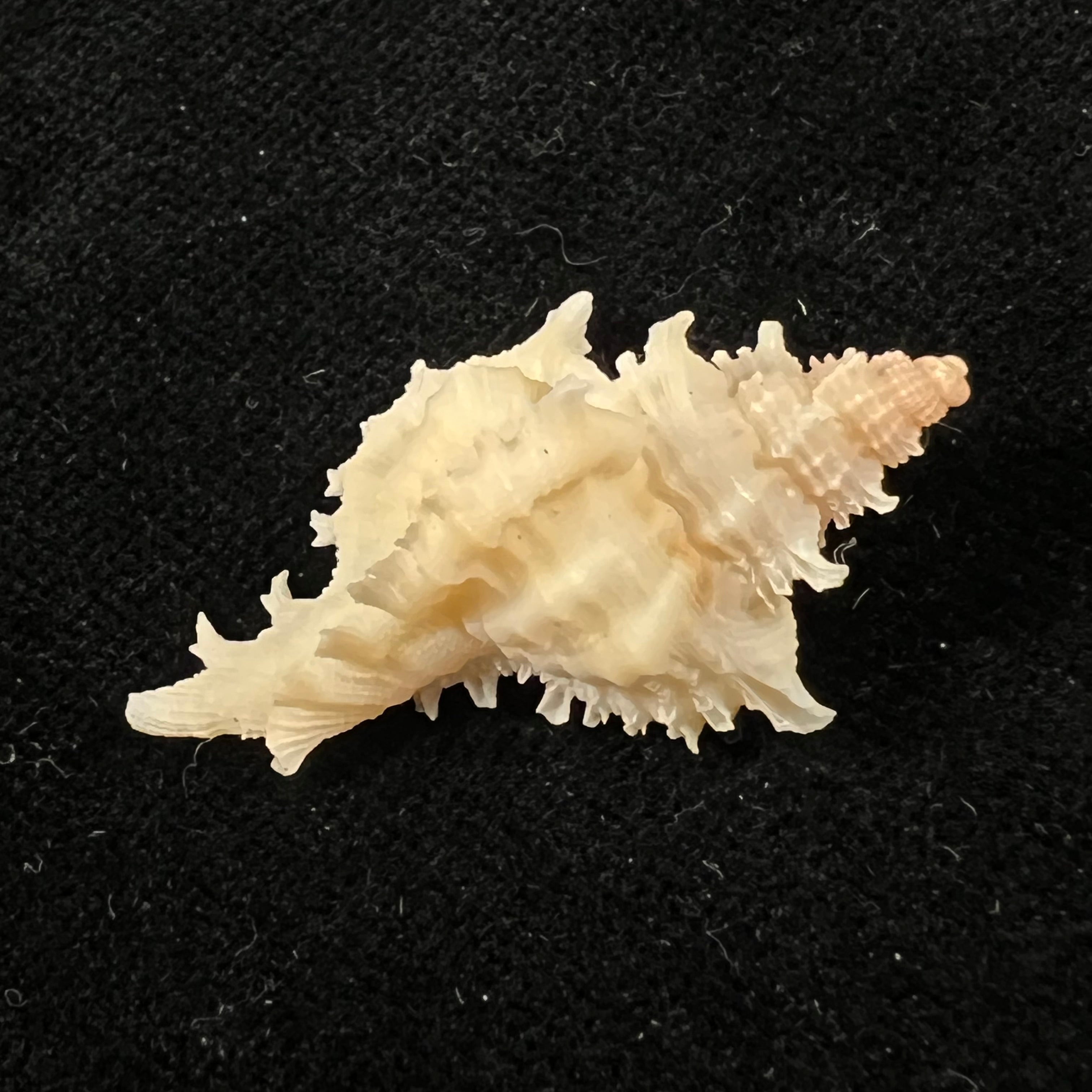 Chicoreus bullisi E. H. Vokes, 1974 - 33,7mm