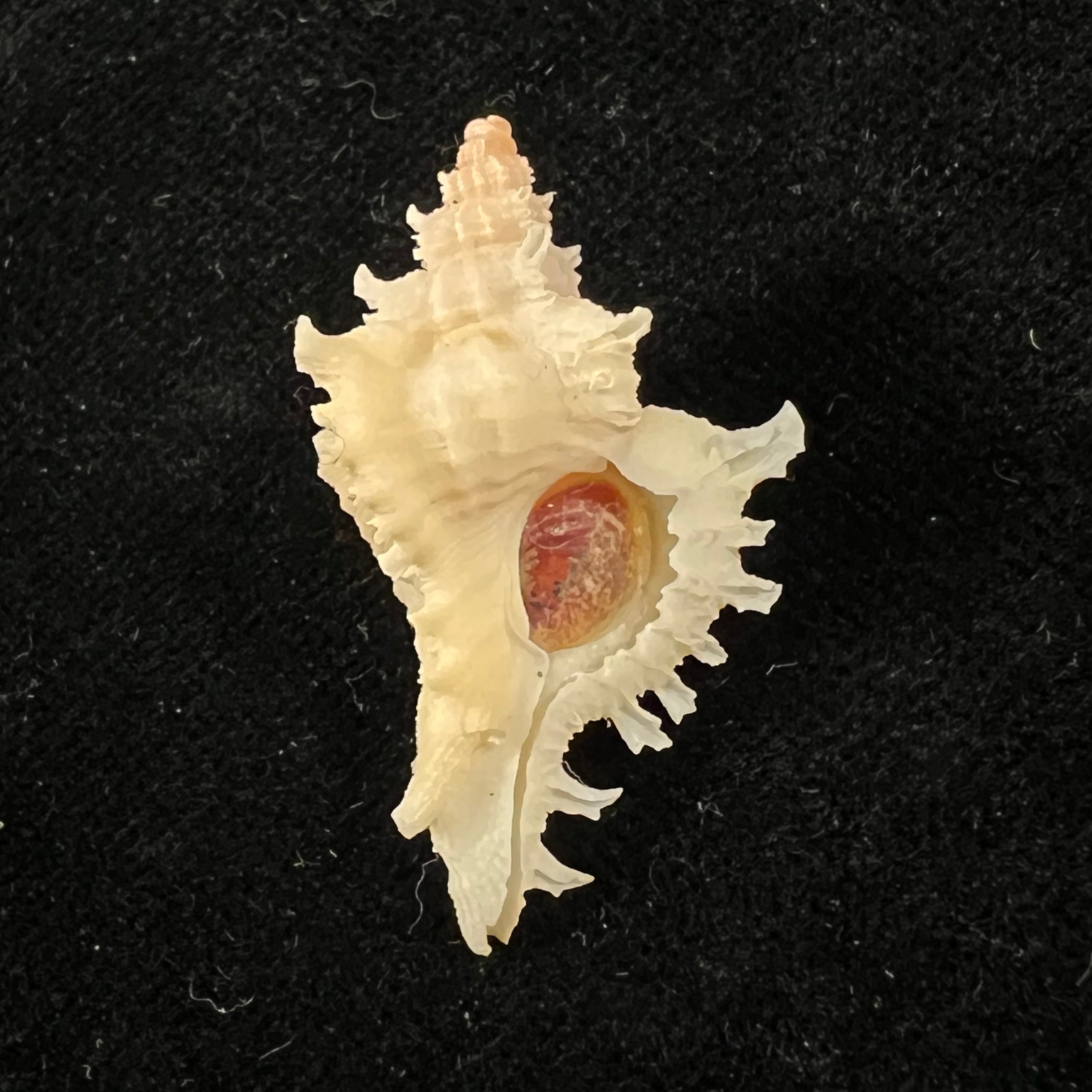 Chicoreus bullisi E. H. Vokes, 1974 - 33,7mm