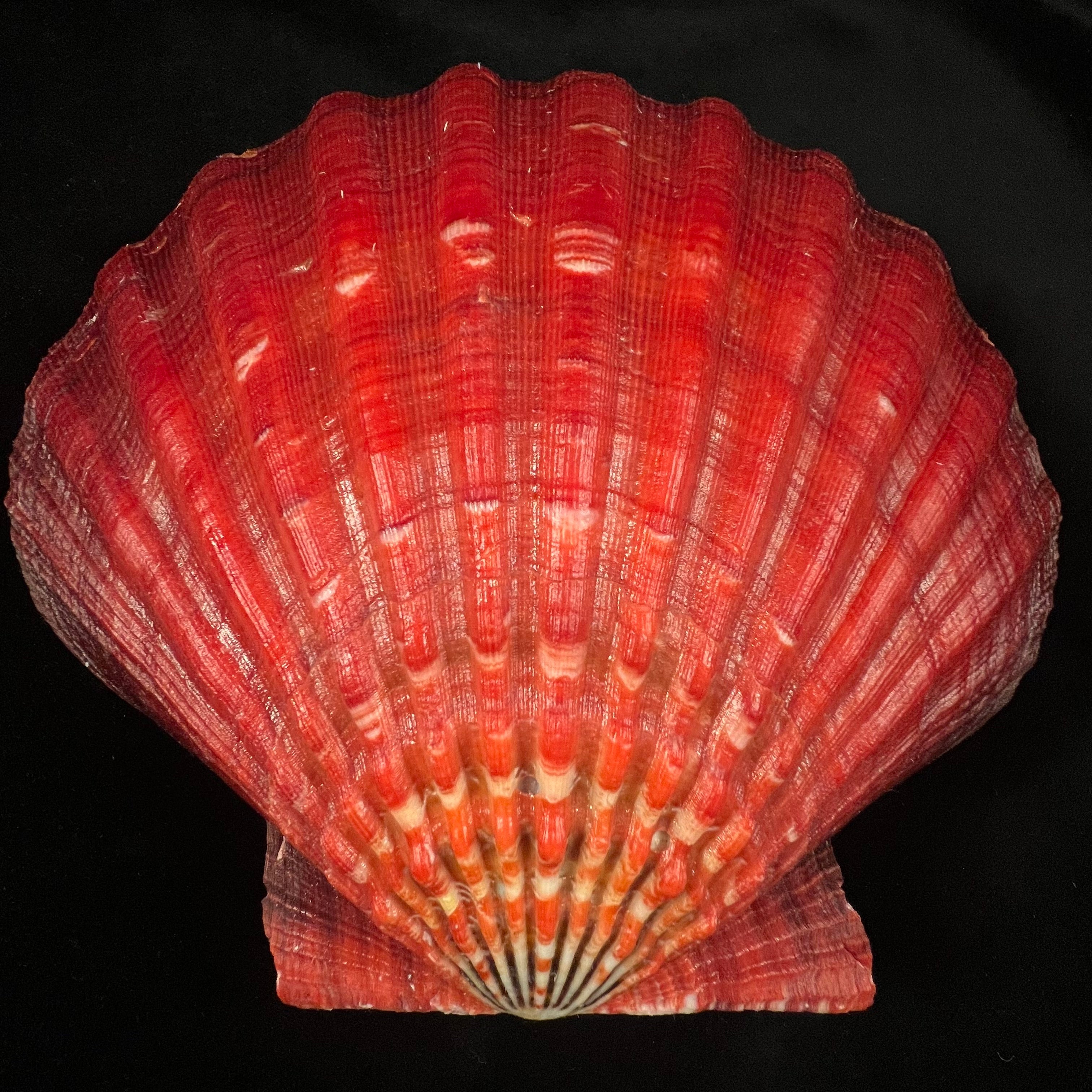 Nodipecten magnificus (G. B. Sowerby I, 1835) - 160,1mm x 171,9mm