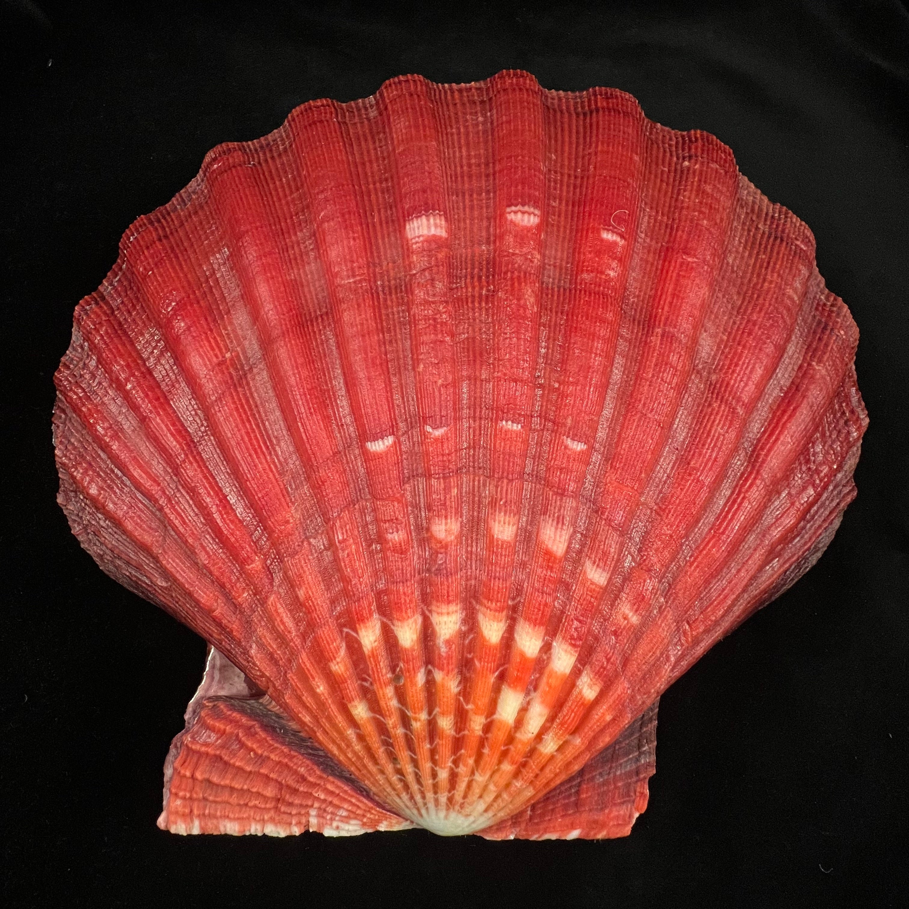 Nodipecten magnificus (G. B. Sowerby I, 1835) - 160,1mm x 171,9mm