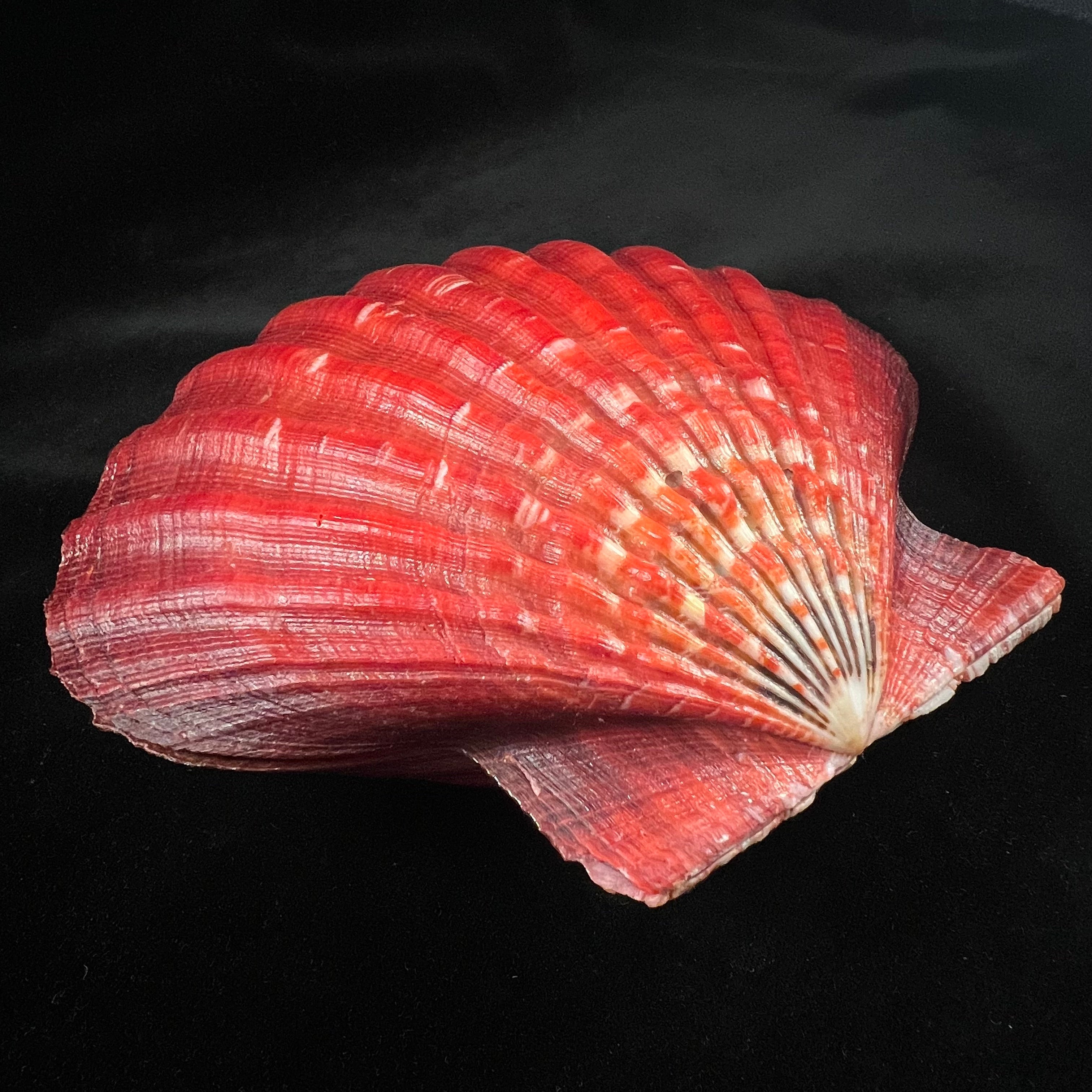 Nodipecten magnificus (G. B. Sowerby I, 1835) - 160,1mm x 171,9mm
