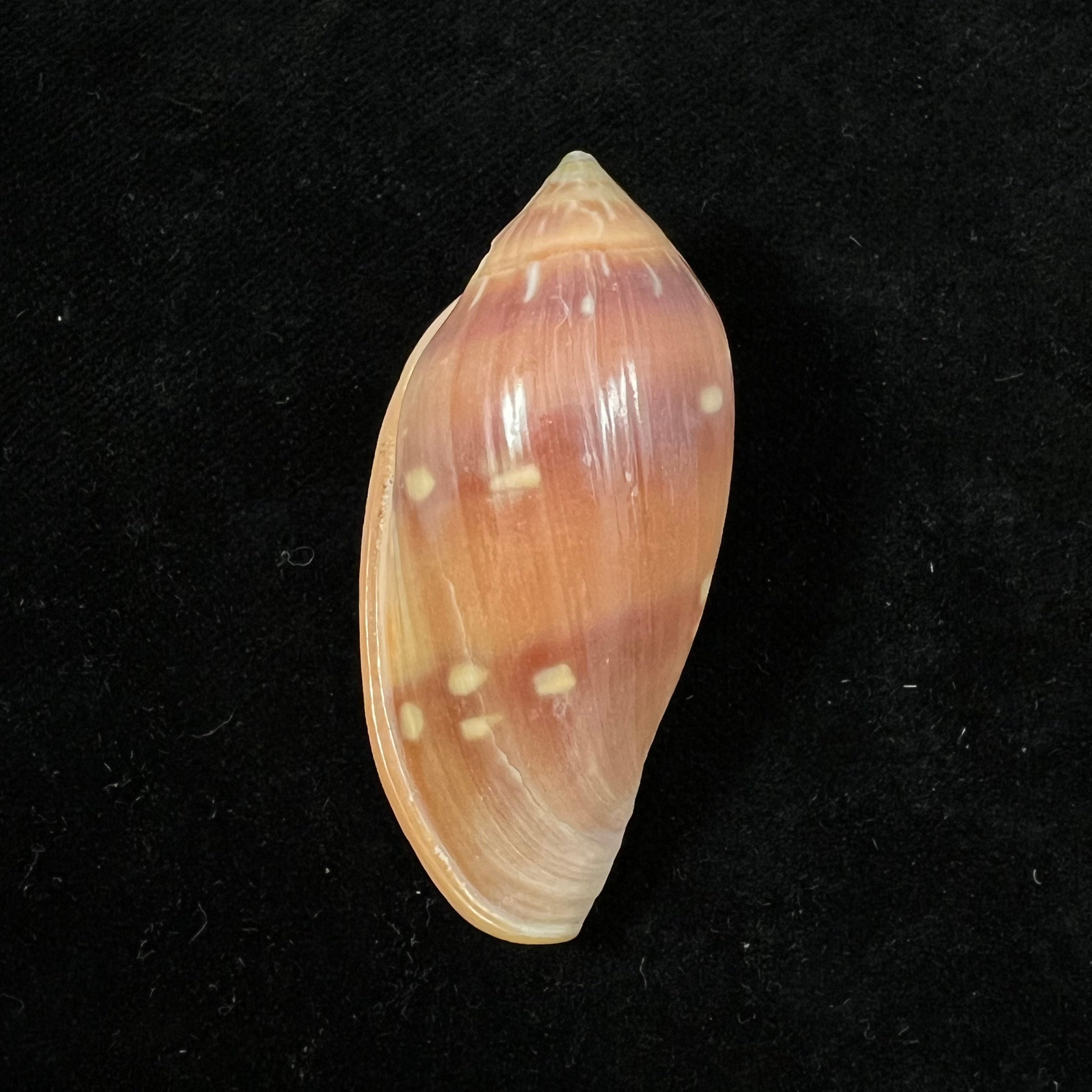 Marginella desjardini Marche-Marchad, 1957 - 51,8mm