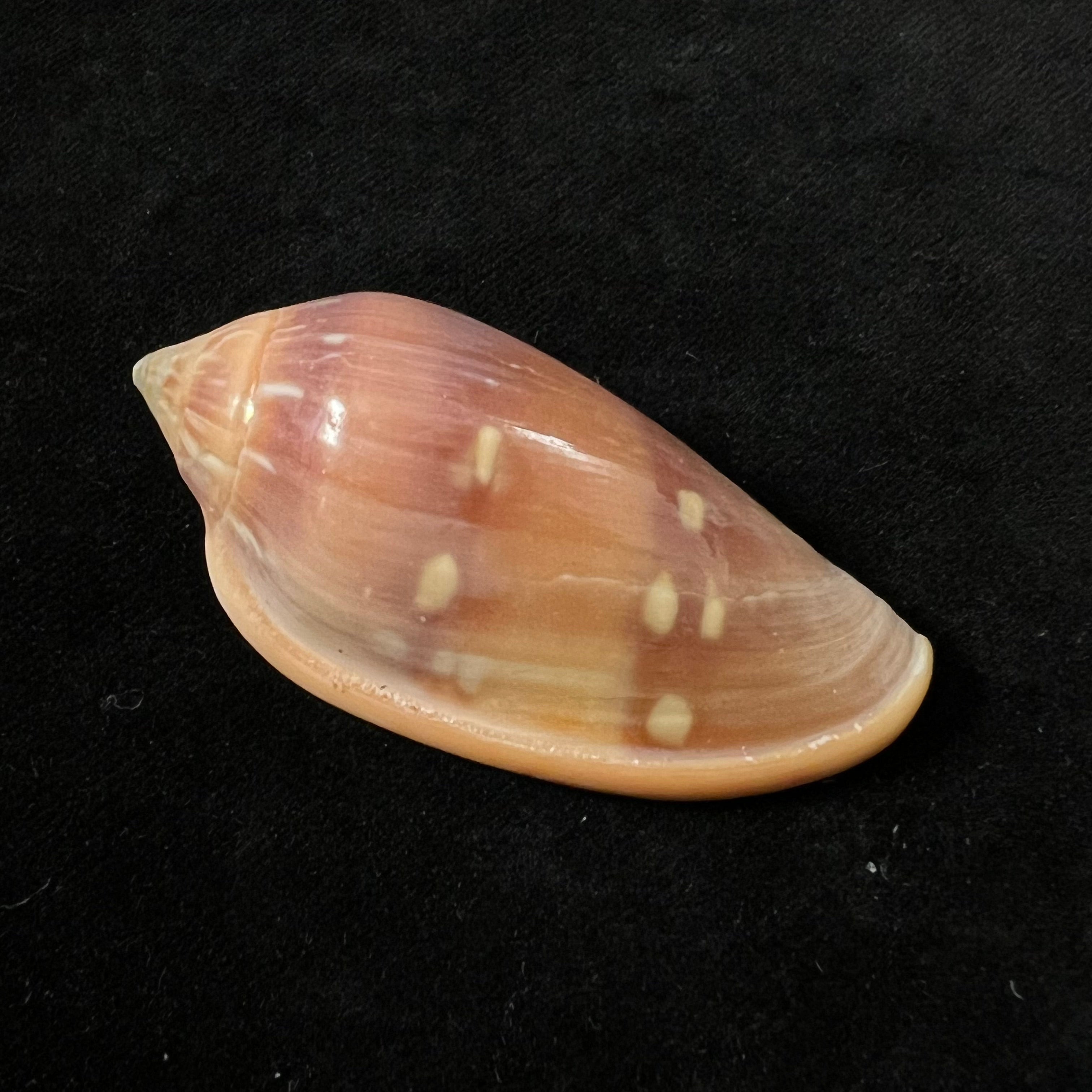Marginella desjardini Marche-Marchad, 1957 - 51,8mm