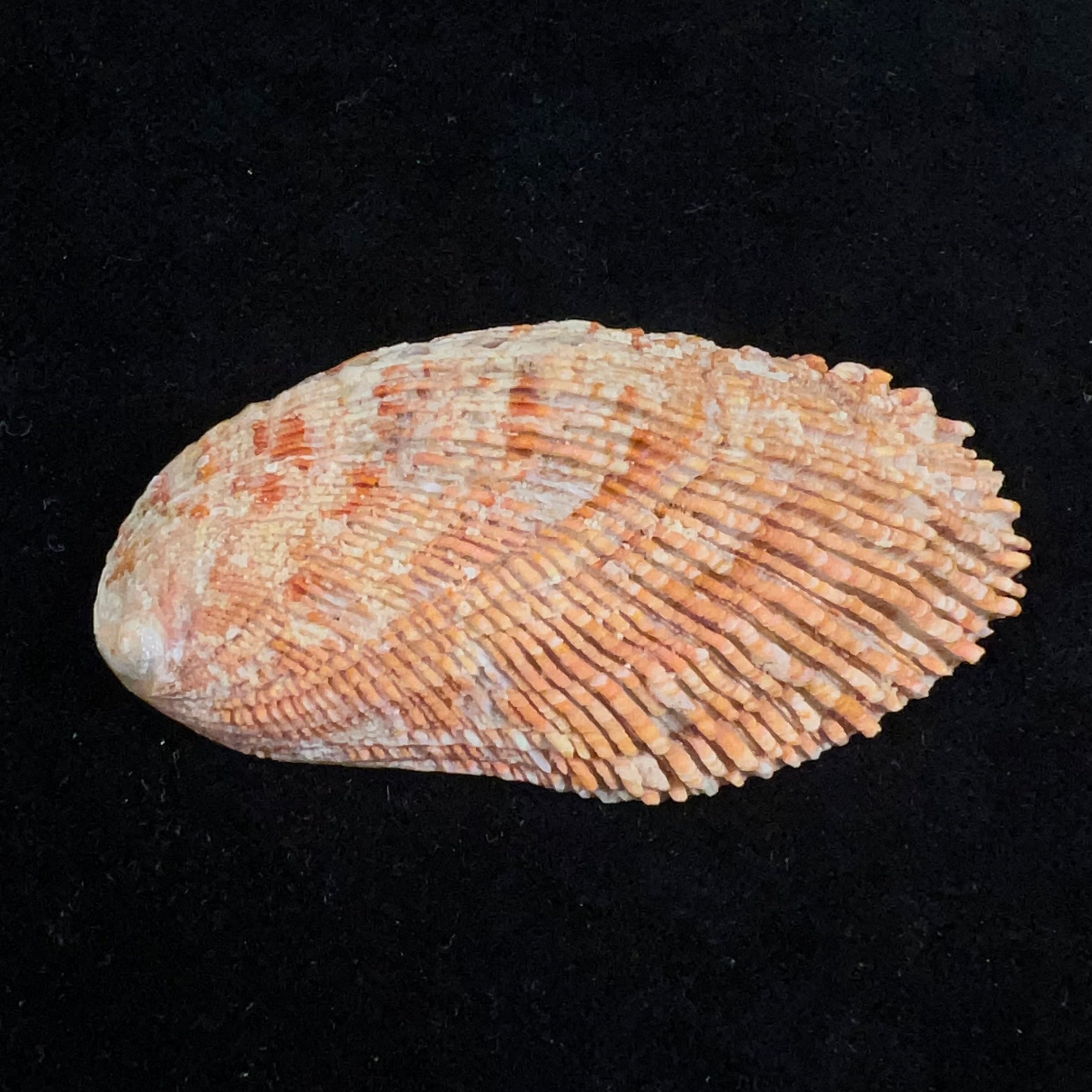 Haliotis elegans F. C. L. Koch, 1844 - 64,5mm