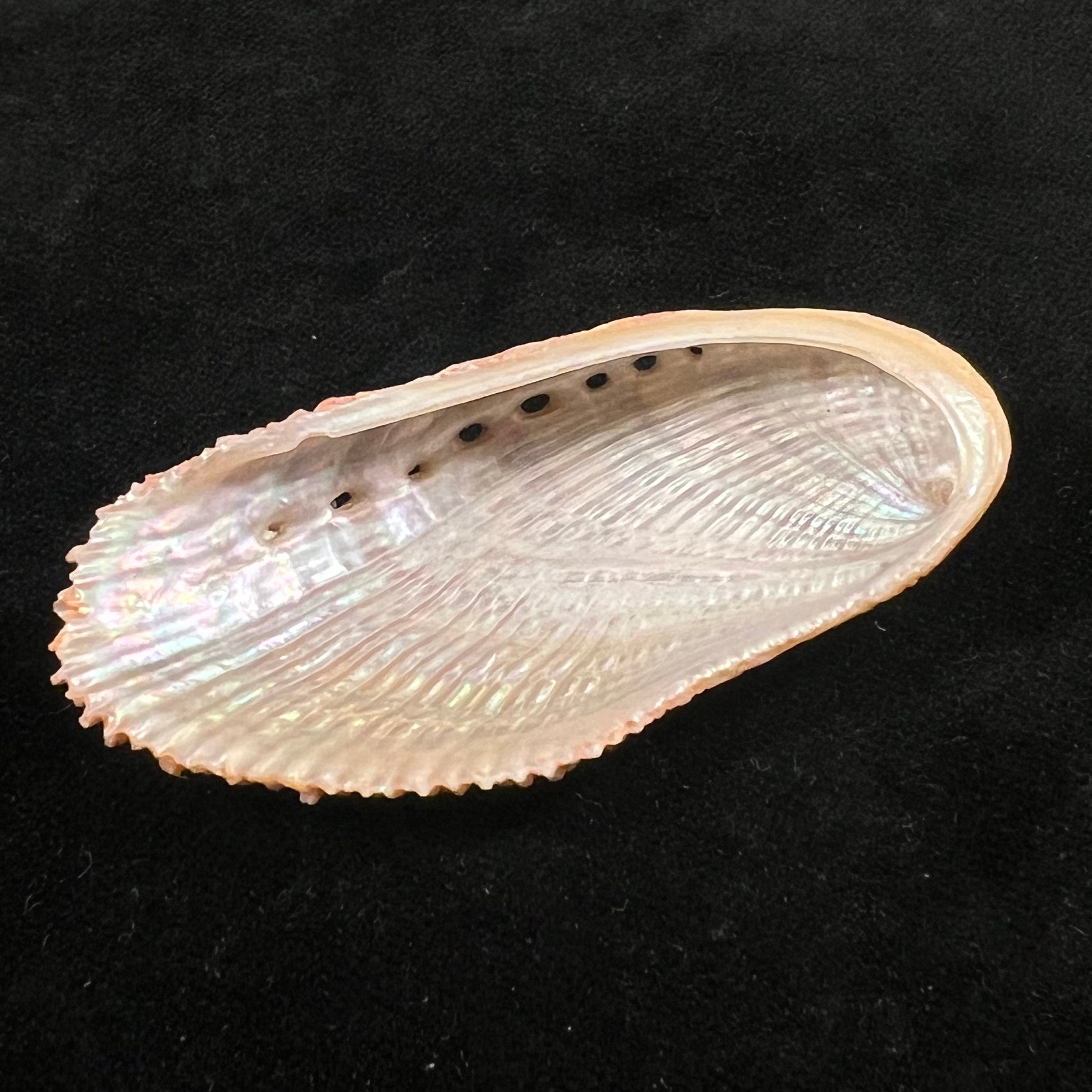 Haliotis elegans F. C. L. Koch, 1844 - 64,5mm