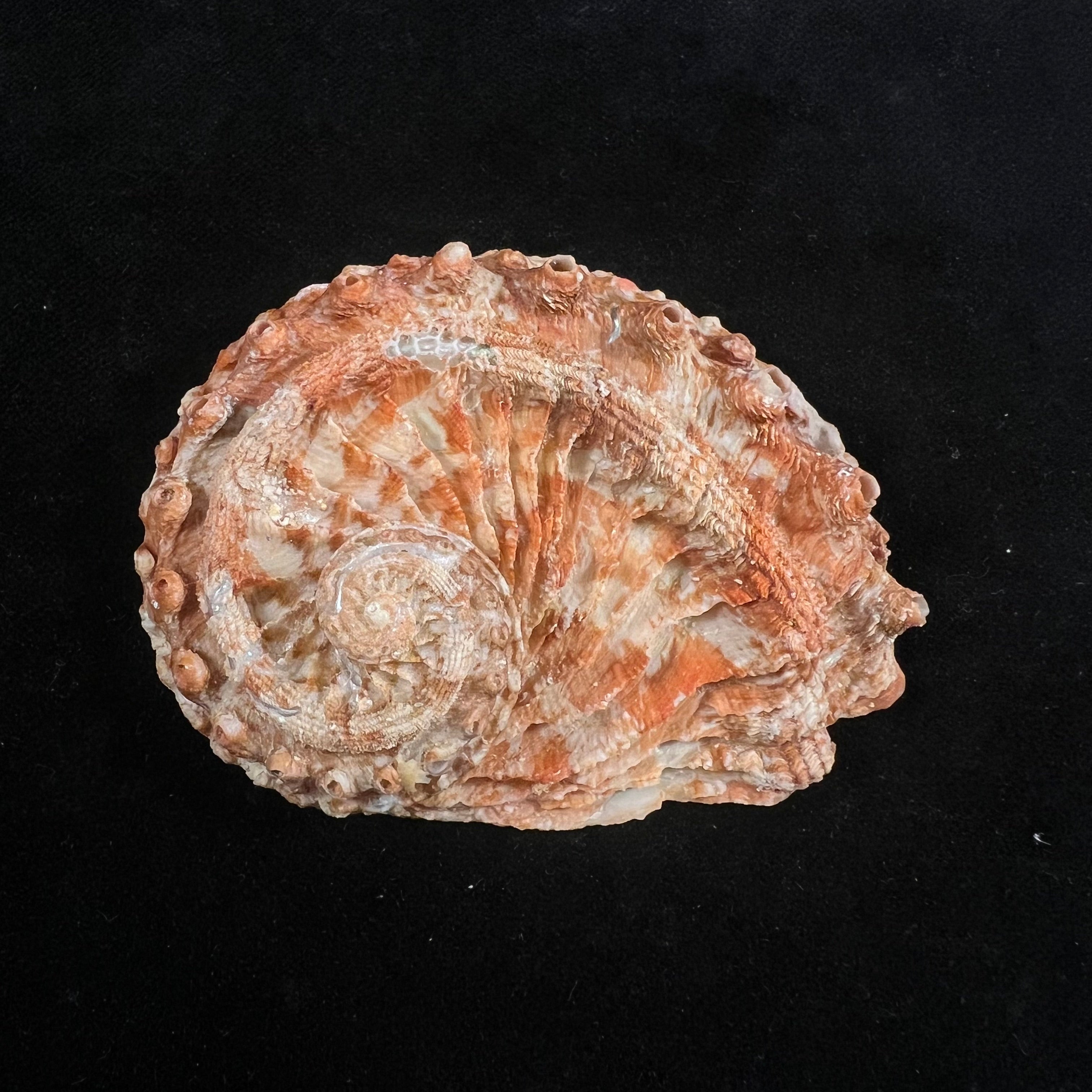 Haliotis scalaris (Leach, 1814) - 75,6mm