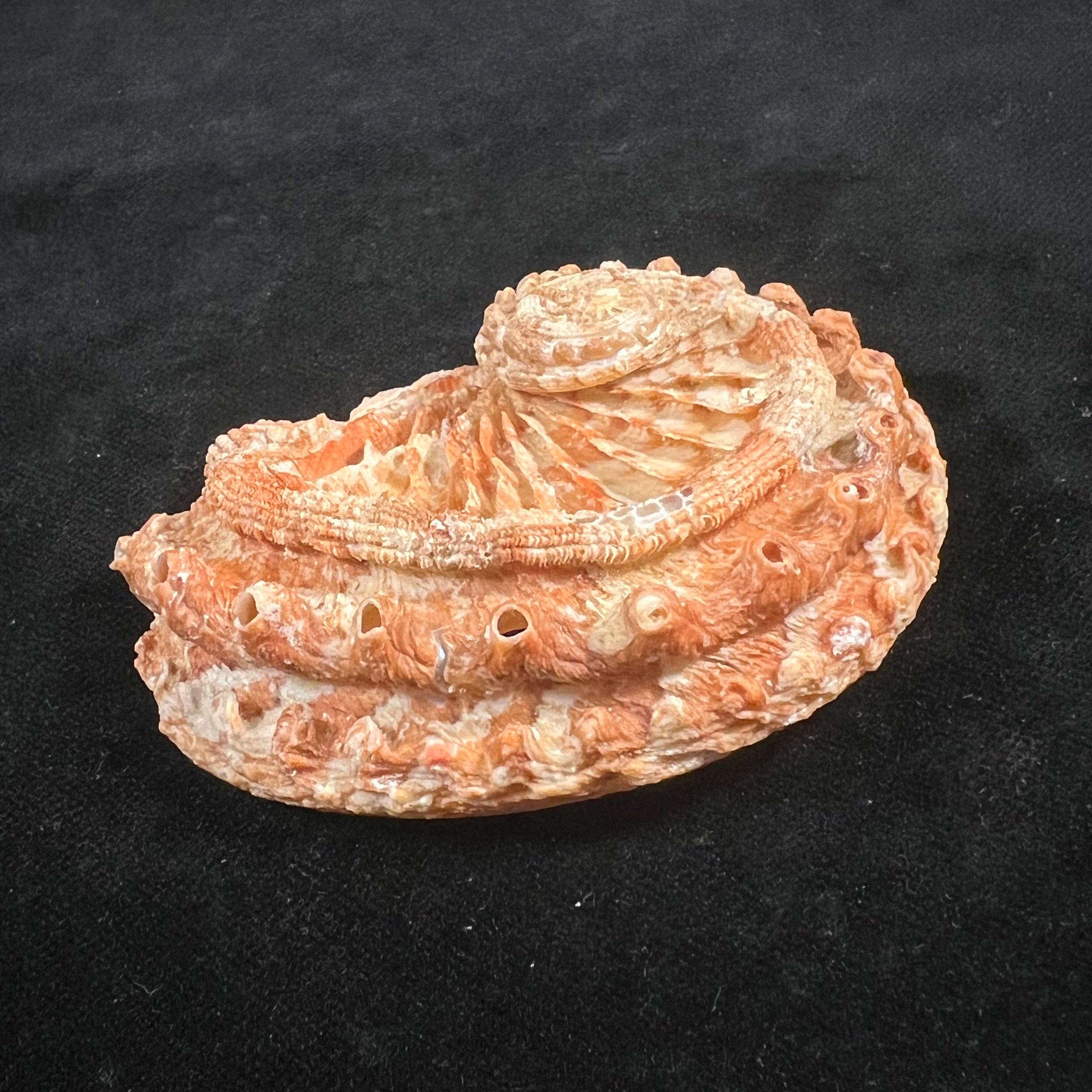 Haliotis scalaris (Leach, 1814) - 75,6mm