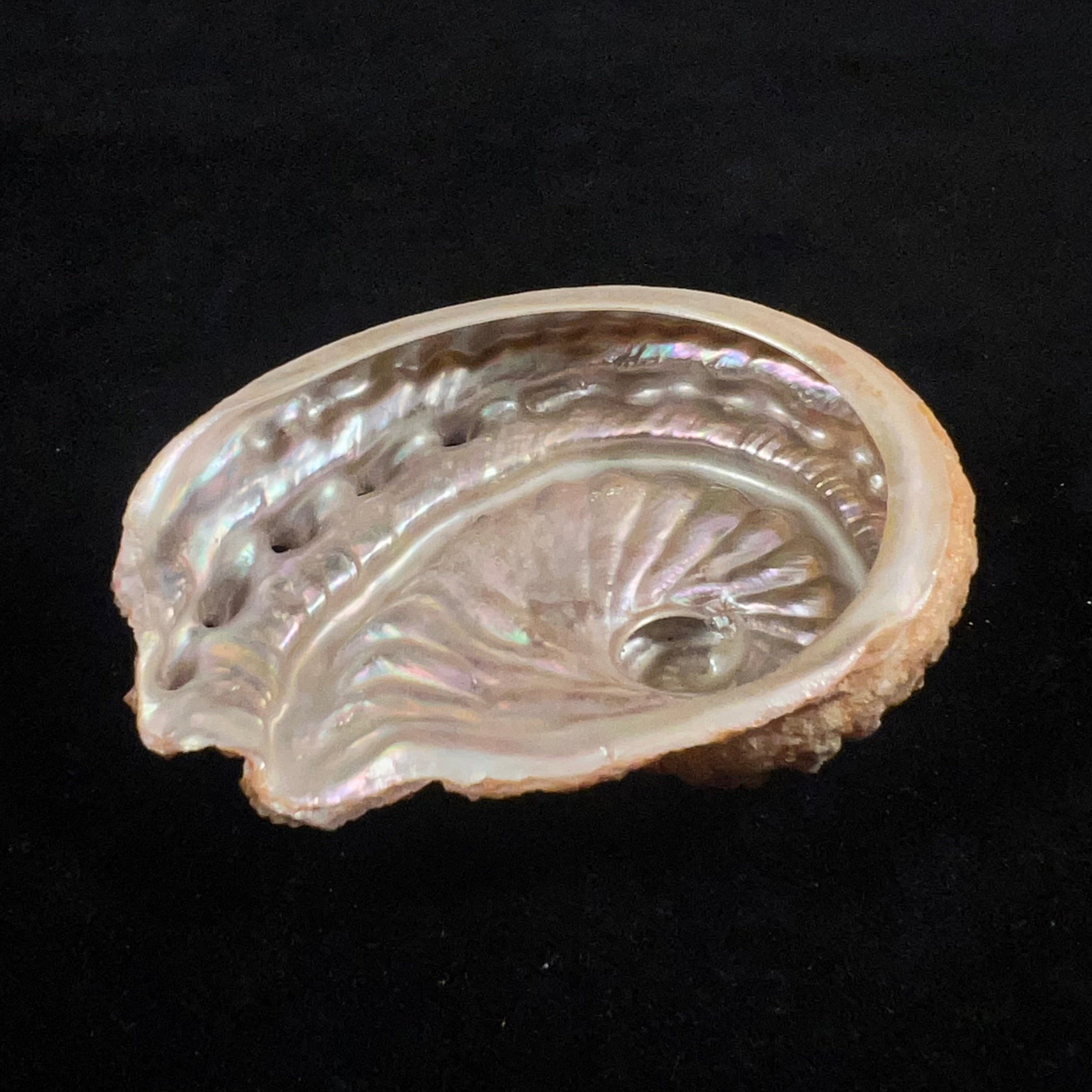 Haliotis scalaris (Leach, 1814) - 75,6mm