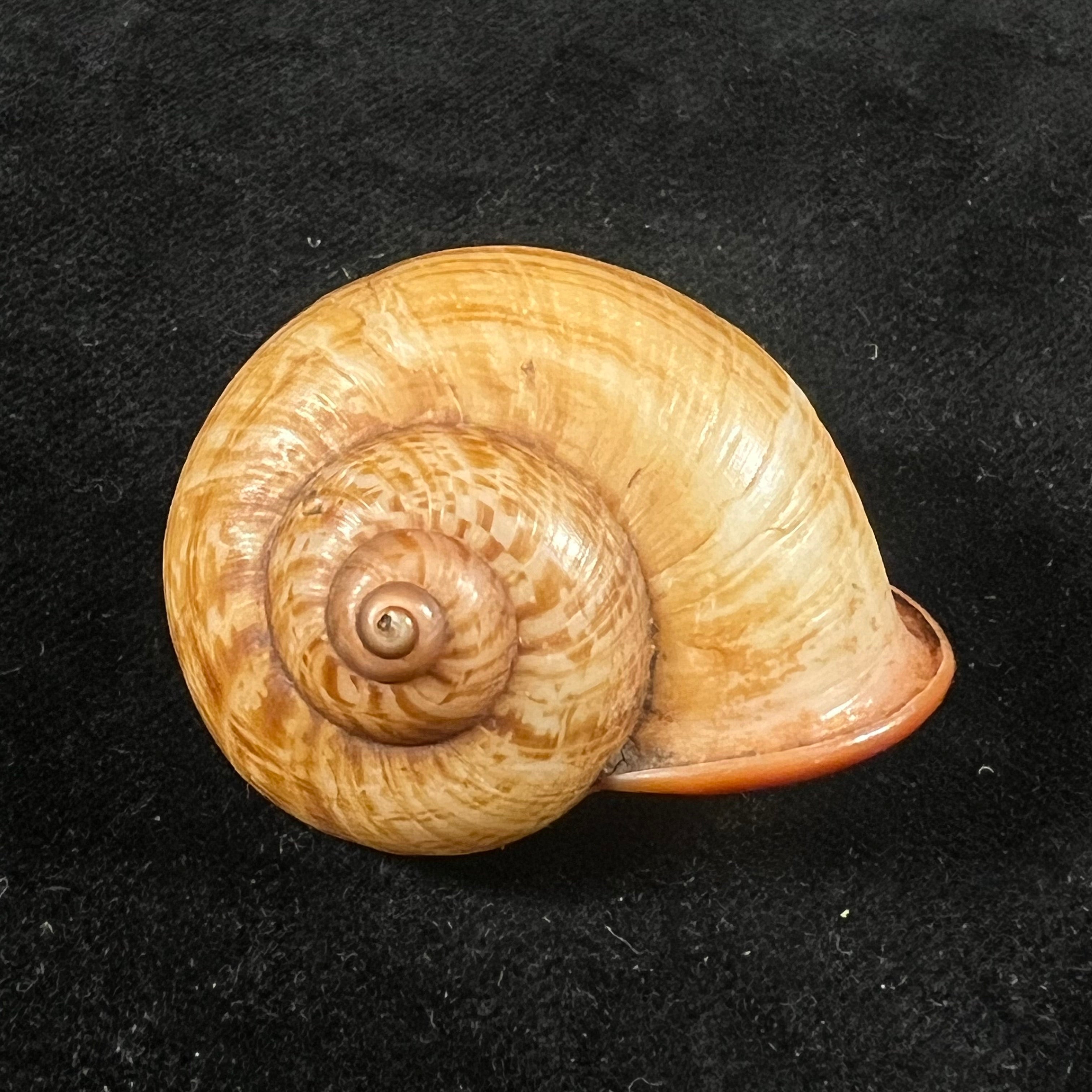 Cyclophorus aurantiacus (Schumacher, 1817) - 41,8mm