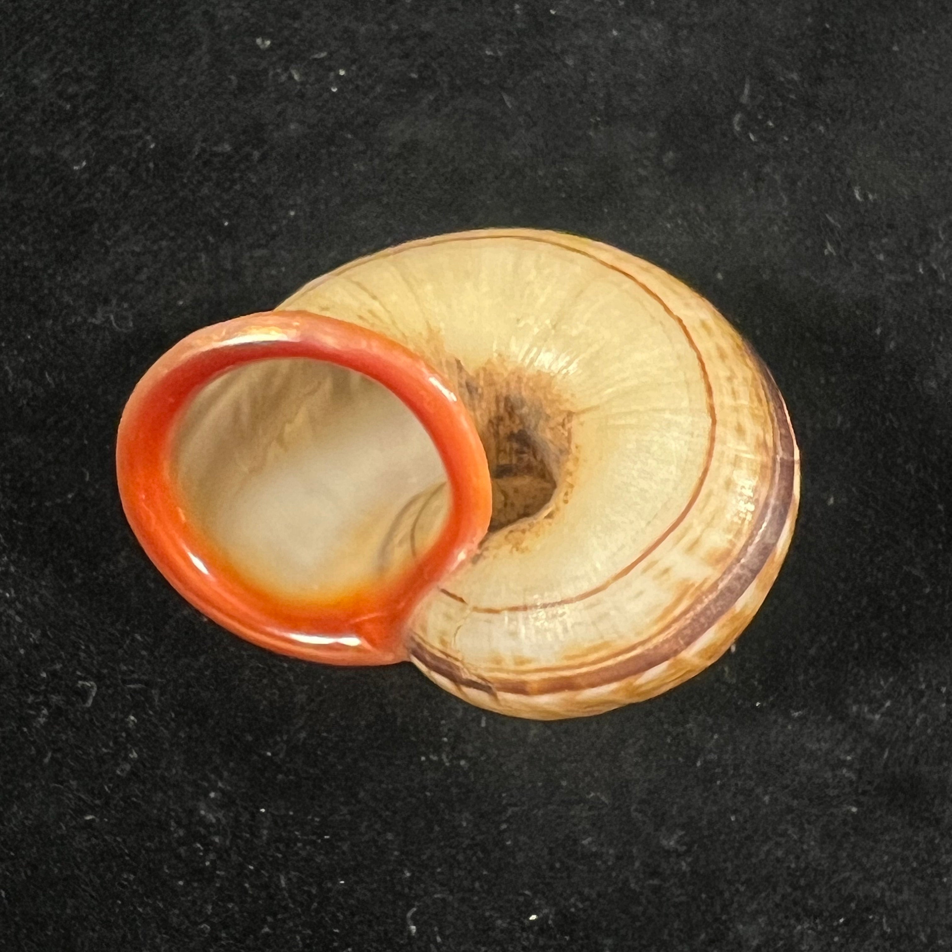 Cyclophorus aurantiacus (Schumacher, 1817) - 41,8mm