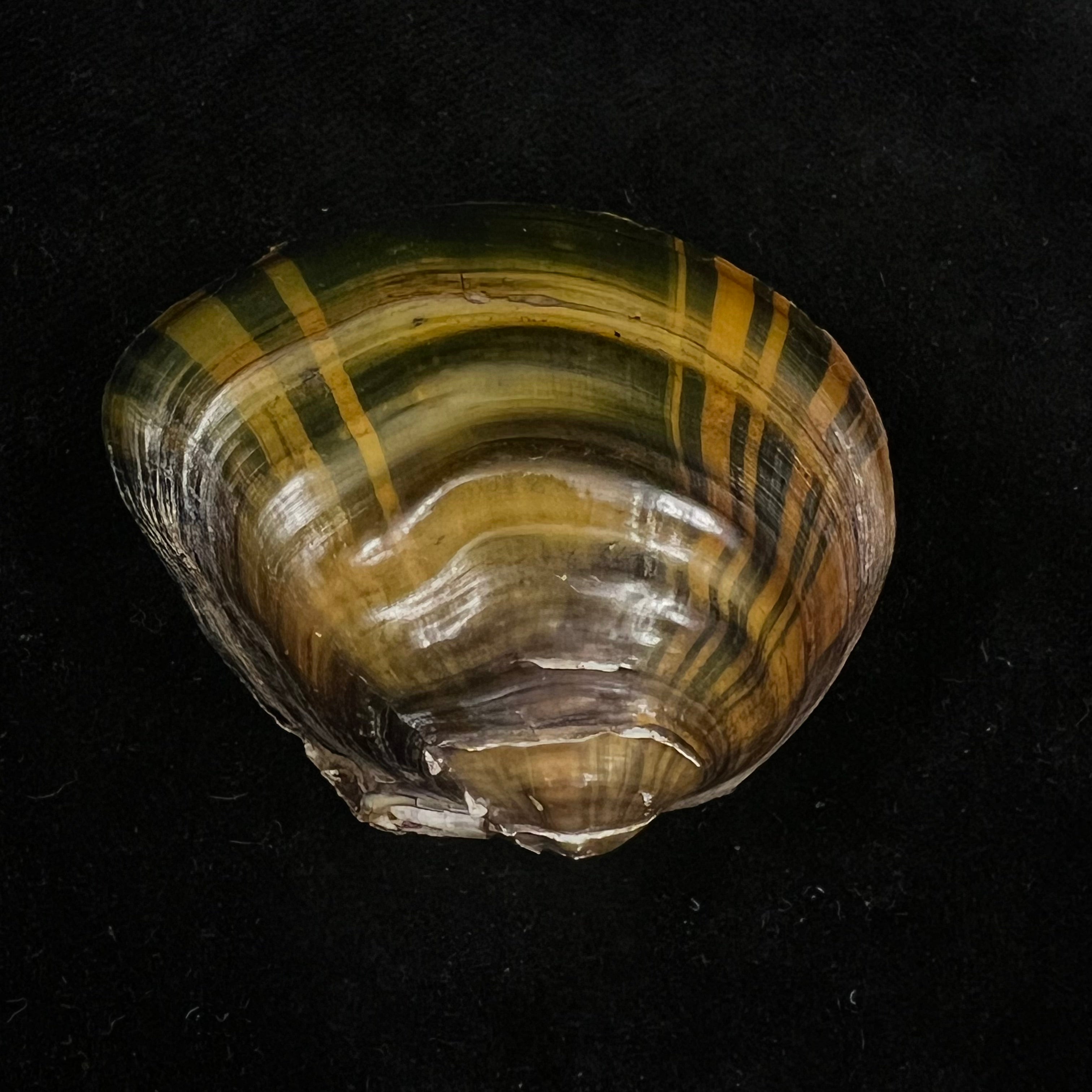 Schistodesmus tongpenensis K.Y. Hou & R.W. Wu, 2025 - 51,3mm