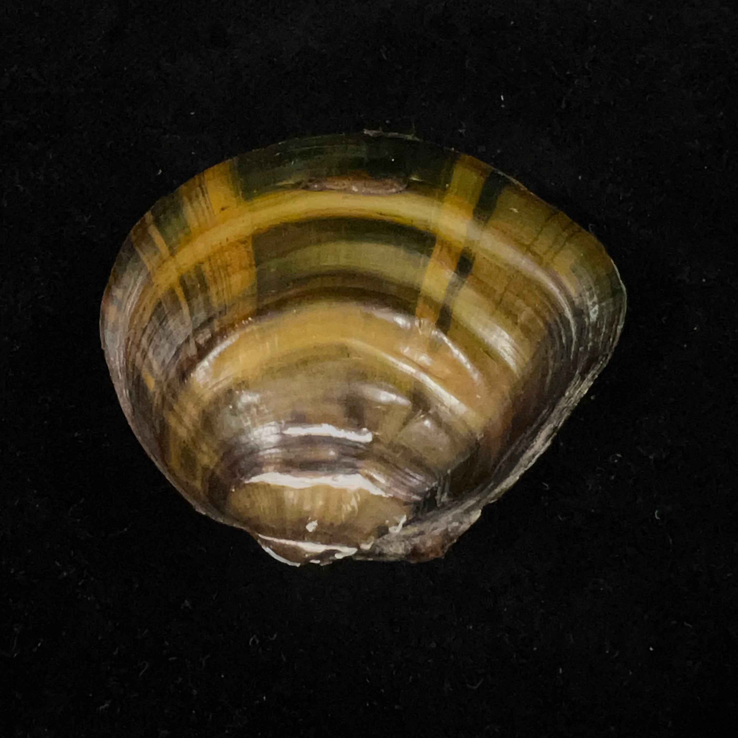 Schistodesmus tongpenensis K.Y. Hou & R.W. Wu, 2025 - 51,3mm