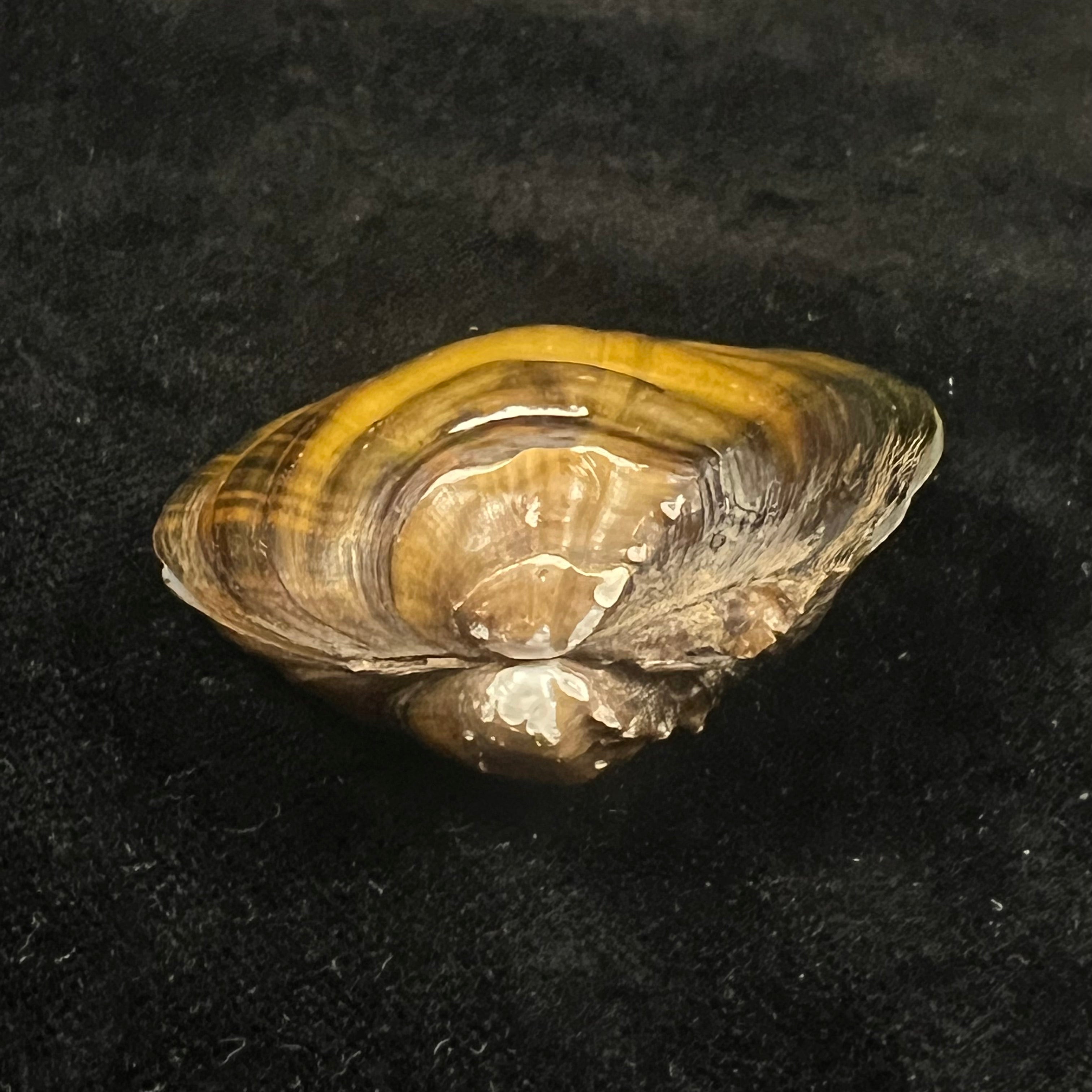 Schistodesmus tongpenensis K.Y. Hou & R.W. Wu, 2025 - 51,3mm