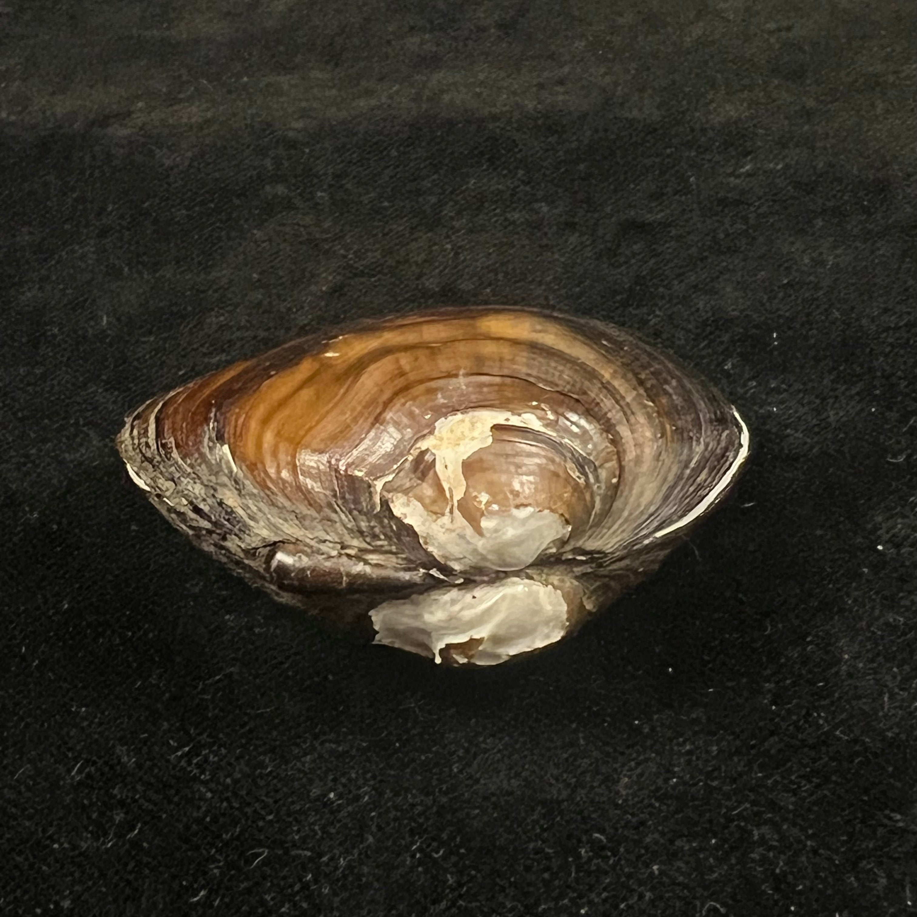 Schistodesmus xinyuensis K.Y. Hou & R.W. Wu, 2025 - 53,3mm