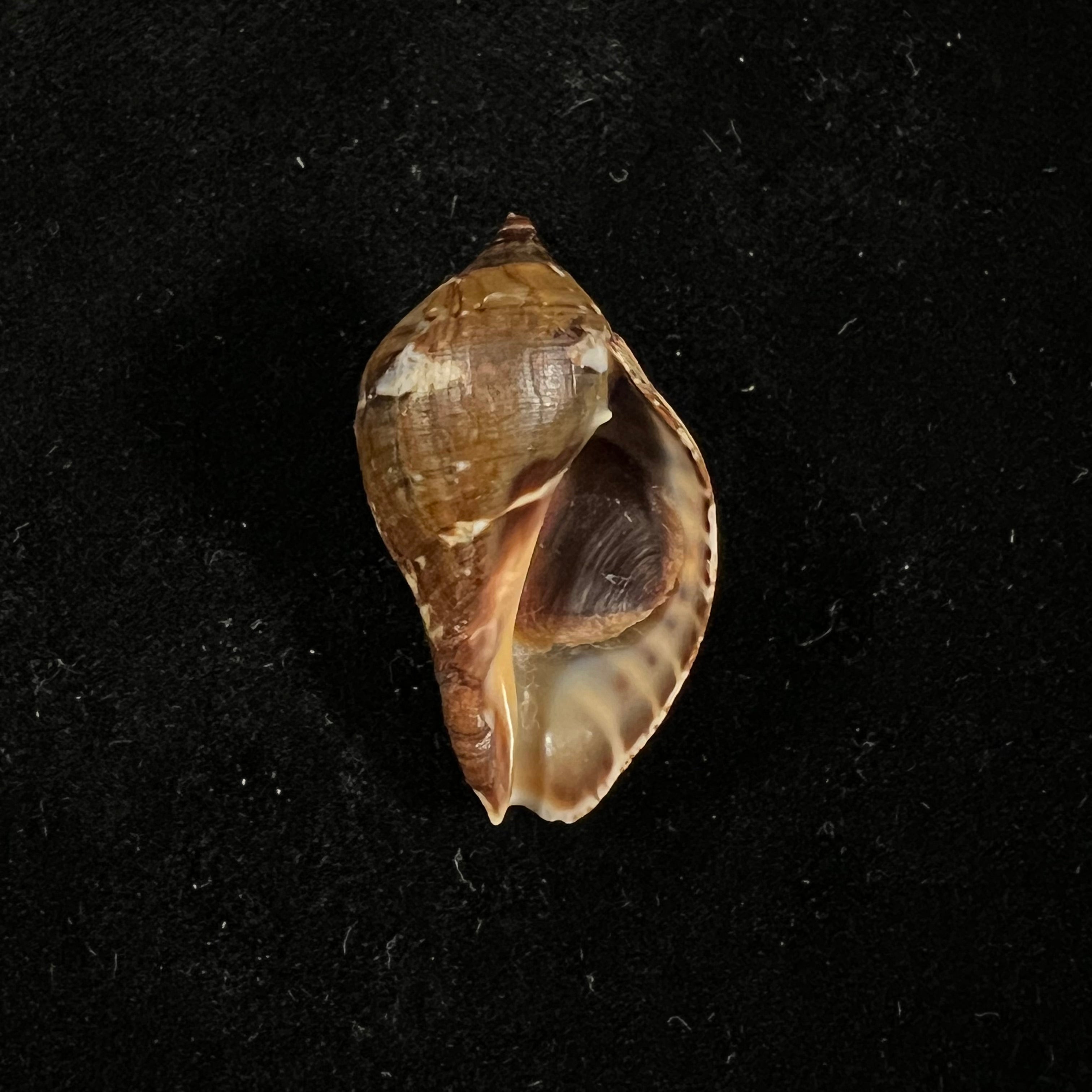 Nassa satula (里夫, 1846) - 32,1mm