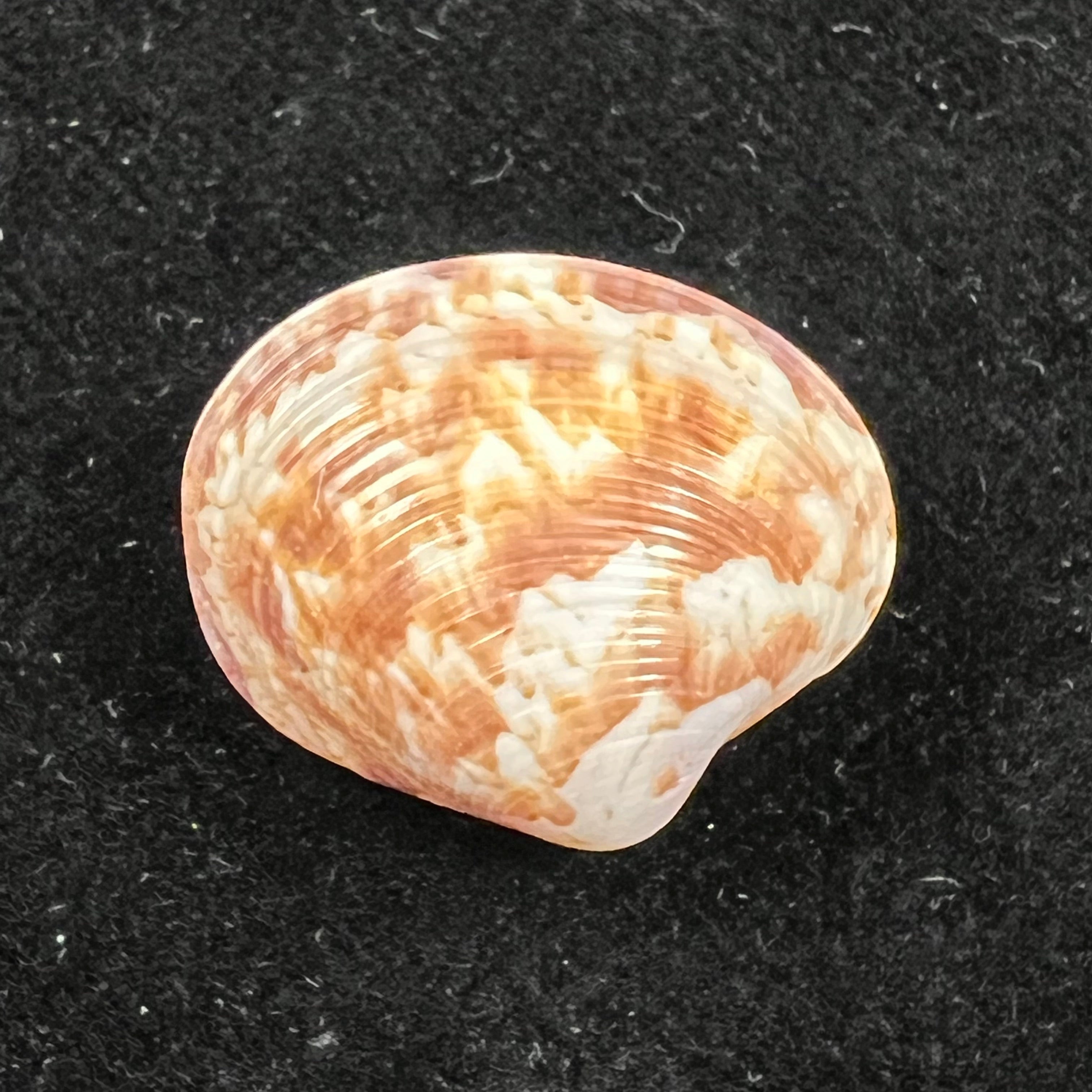 Callpita eucymata (Dall, 1890) - 21,5mm