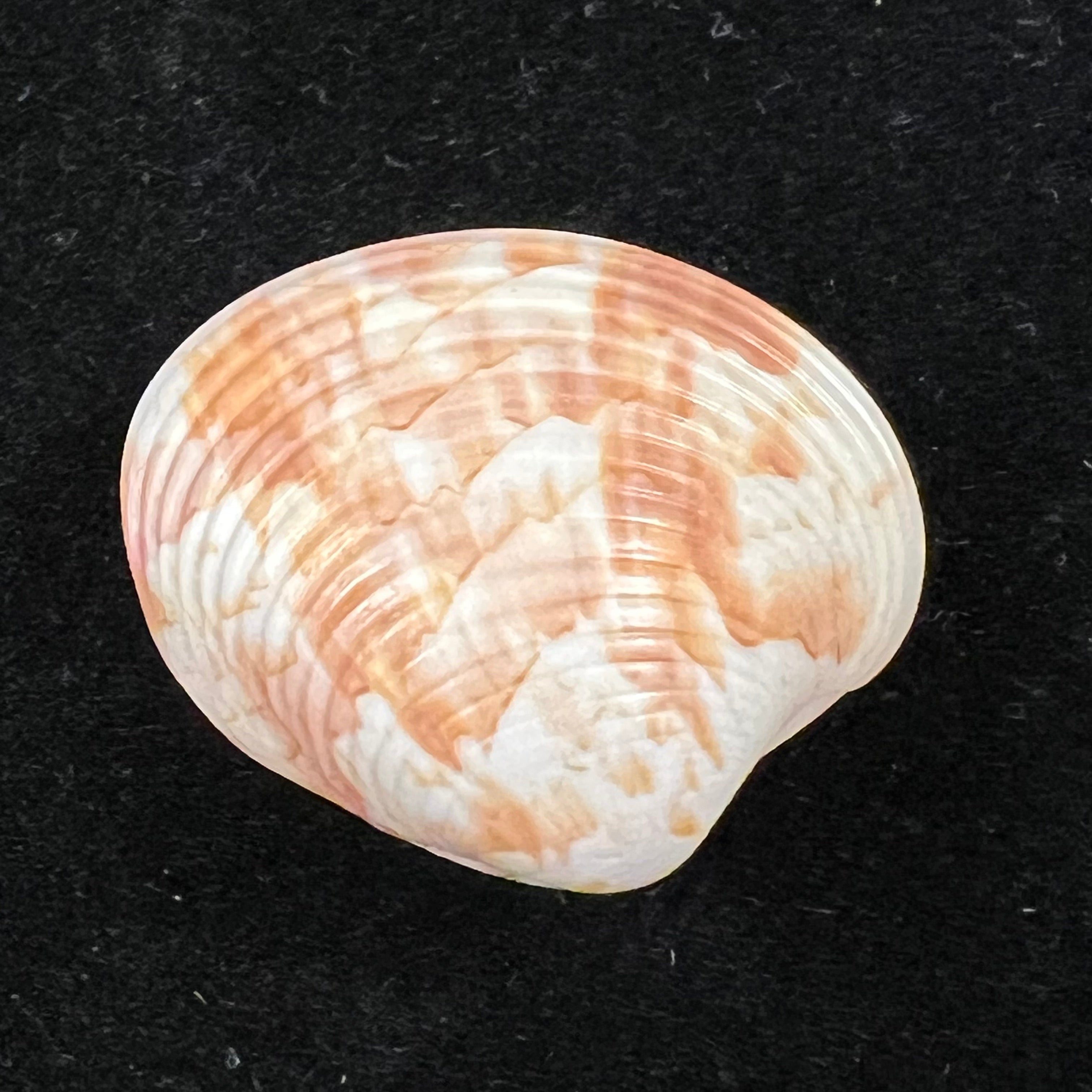 Callpita eucymata (Dall, 1890) - 24,5mm