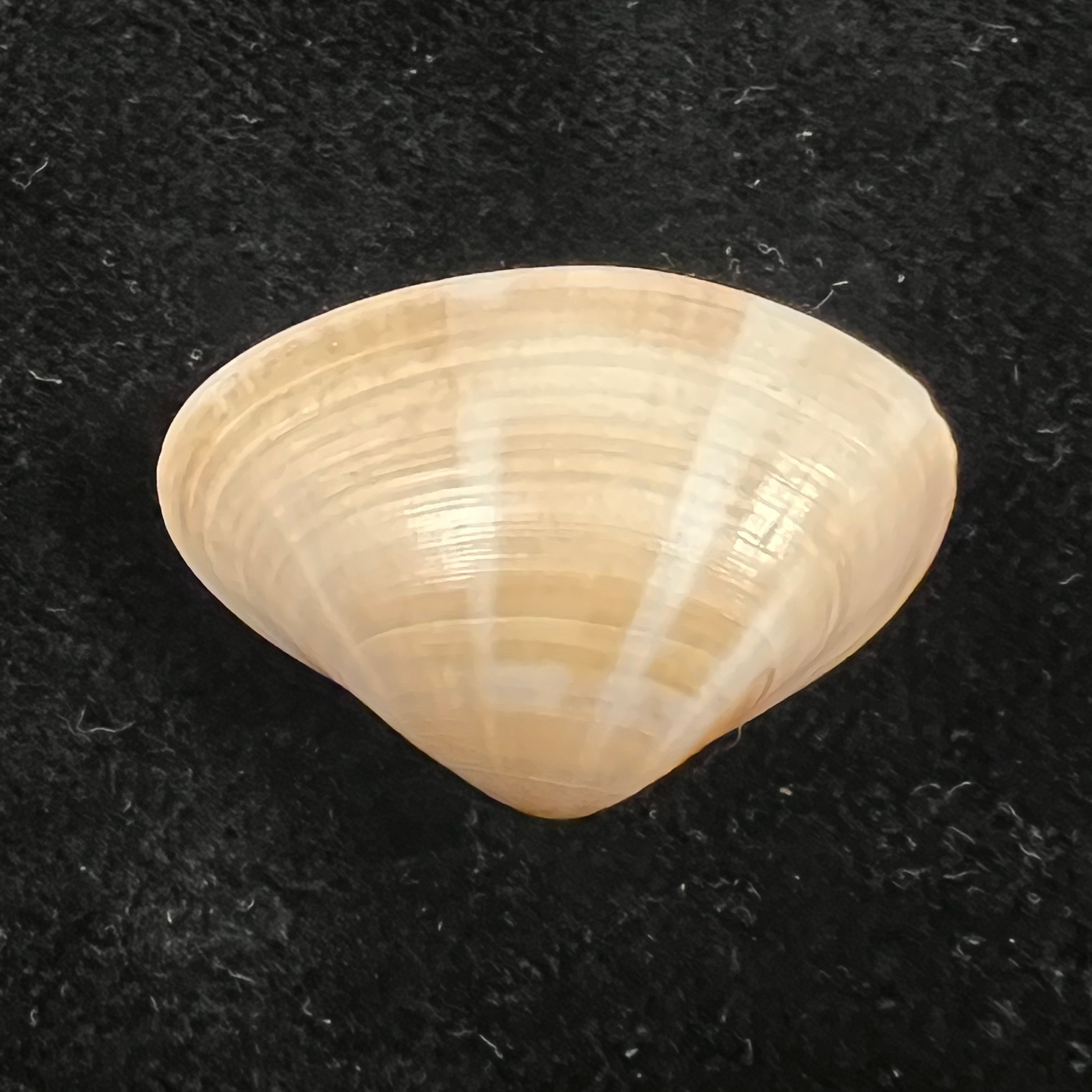 Tivela dentaria (Lamarck, 1818) - 28,9mm