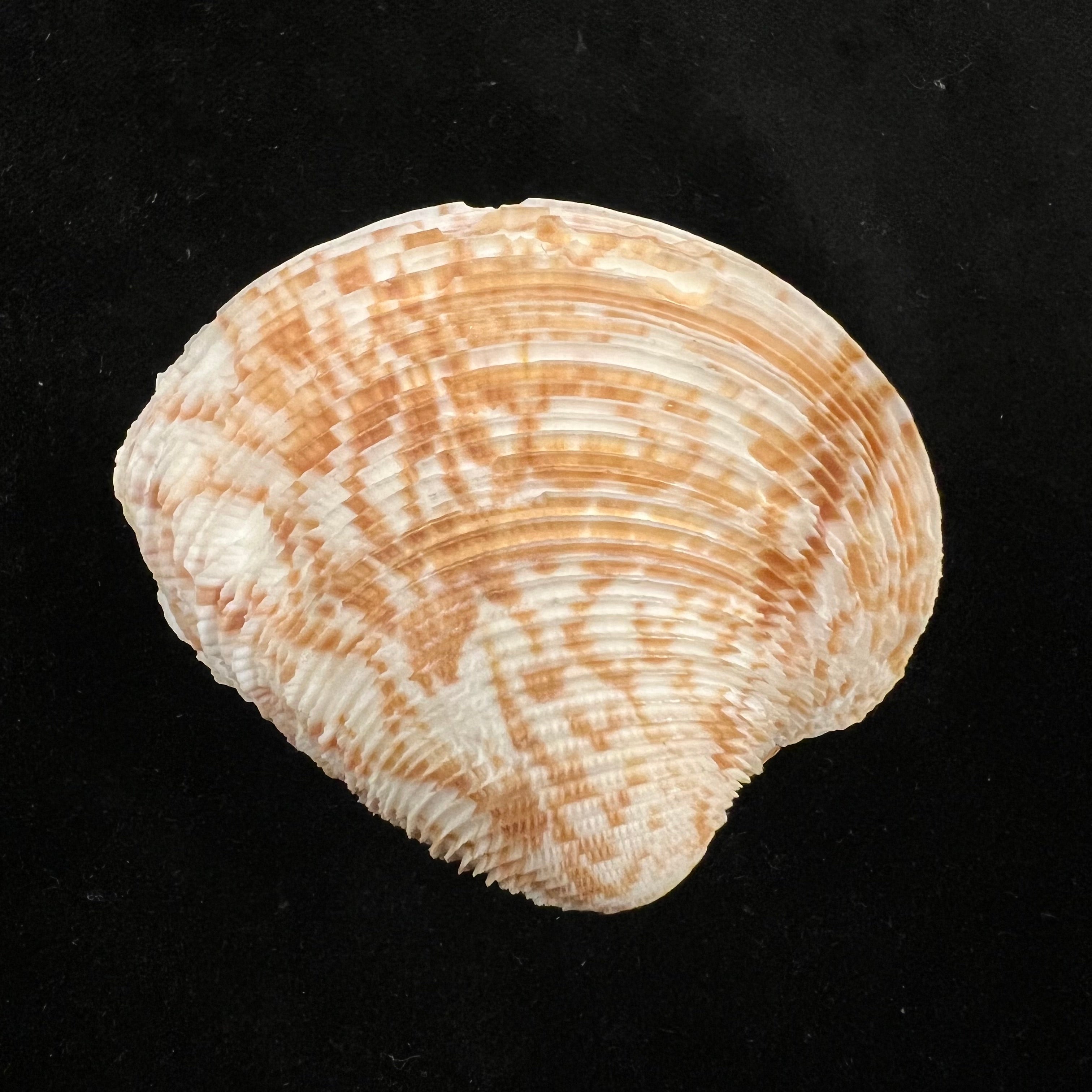 Chionopsis crenata (Gmelin, 1791) - 58,7mm