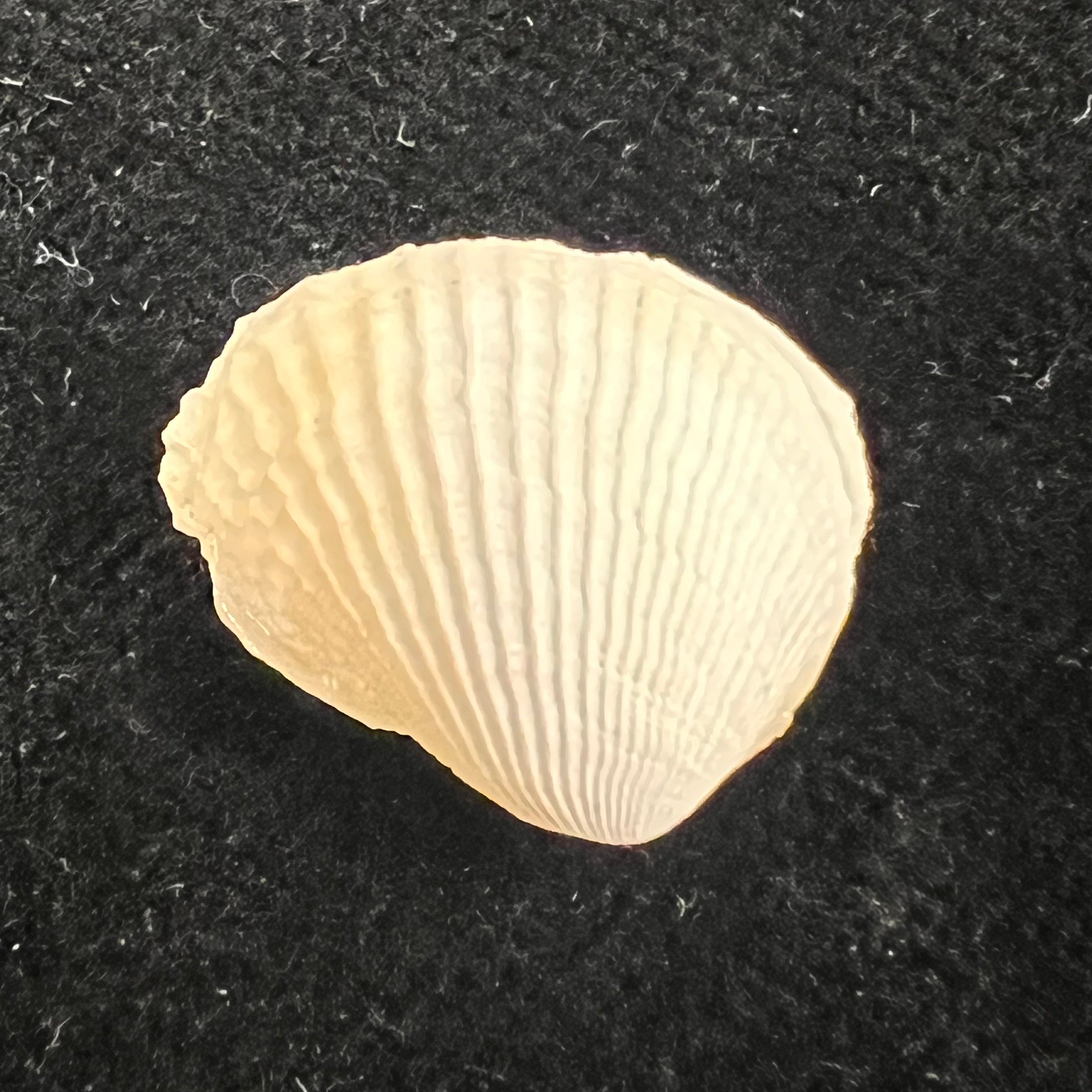 Choristodon typicus Jonas, 1844 - 17,2mm