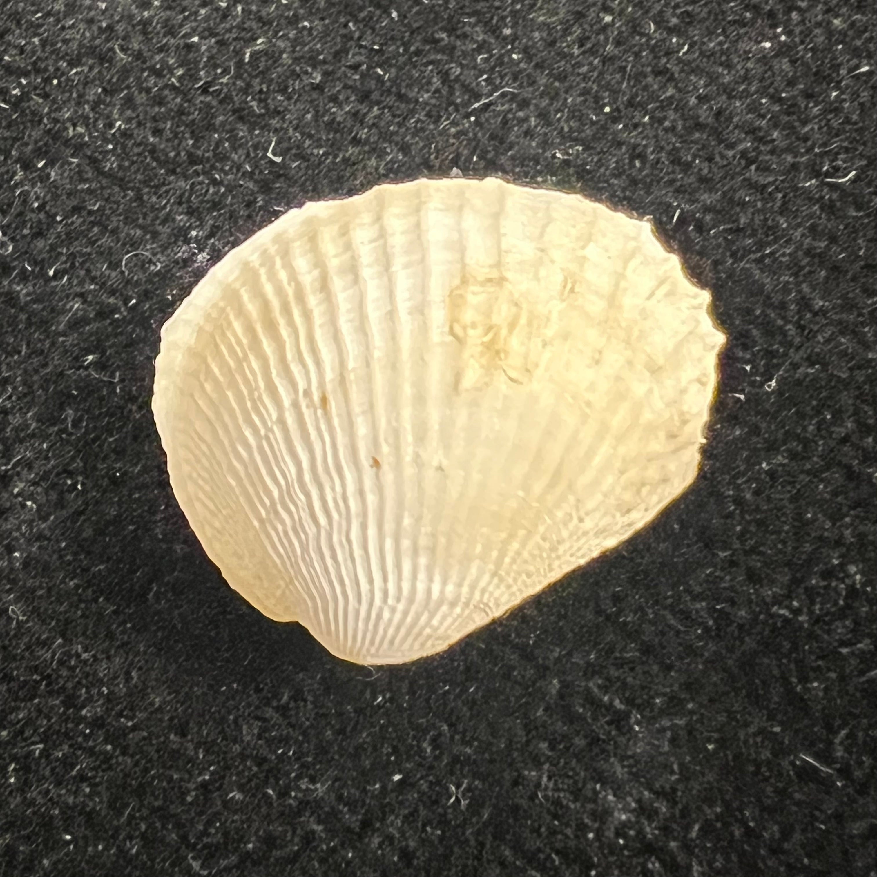 Choristodon typicus Jonas, 1844 - 17,2mm