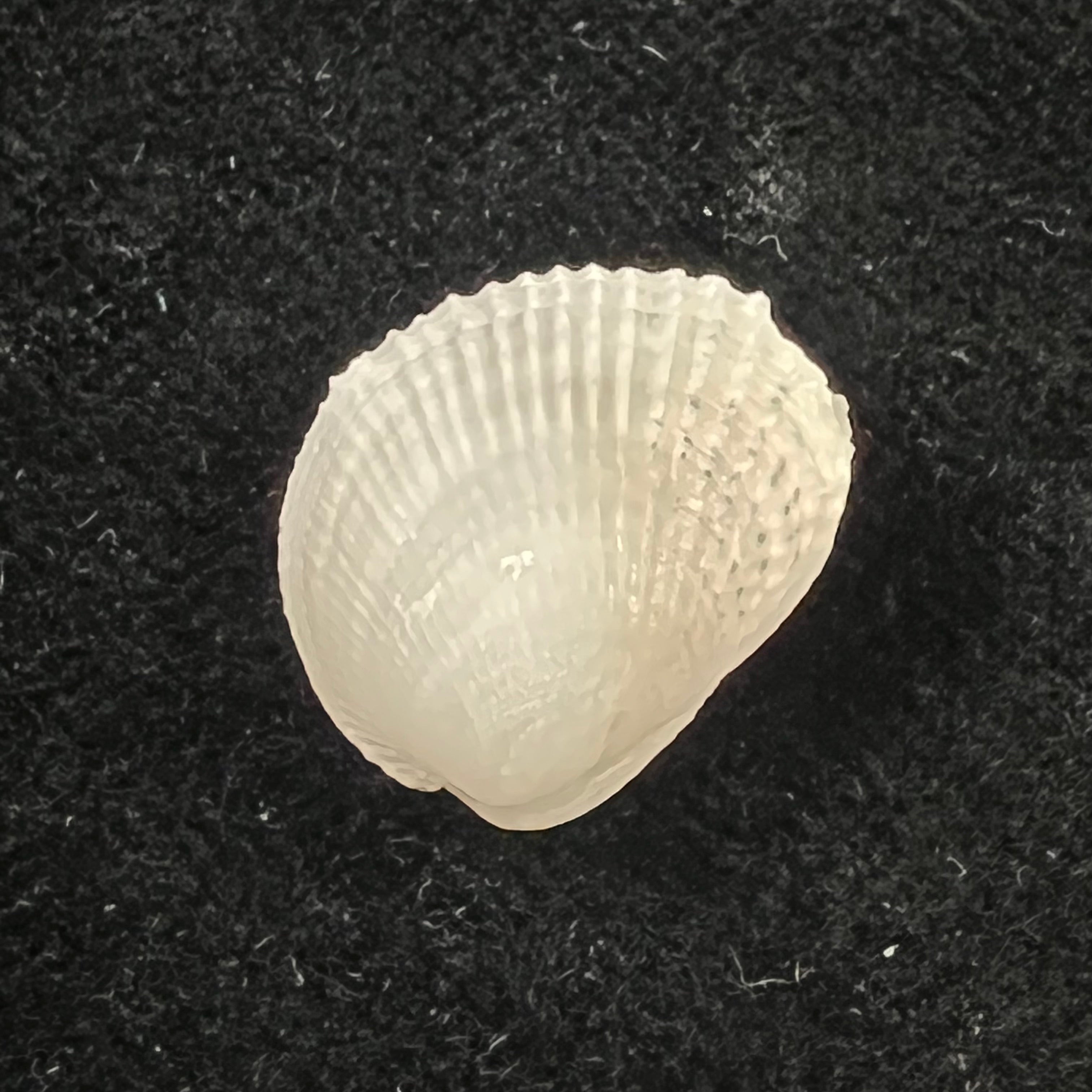 Choristodon typicus Jonas, 1844 - 16,5mm