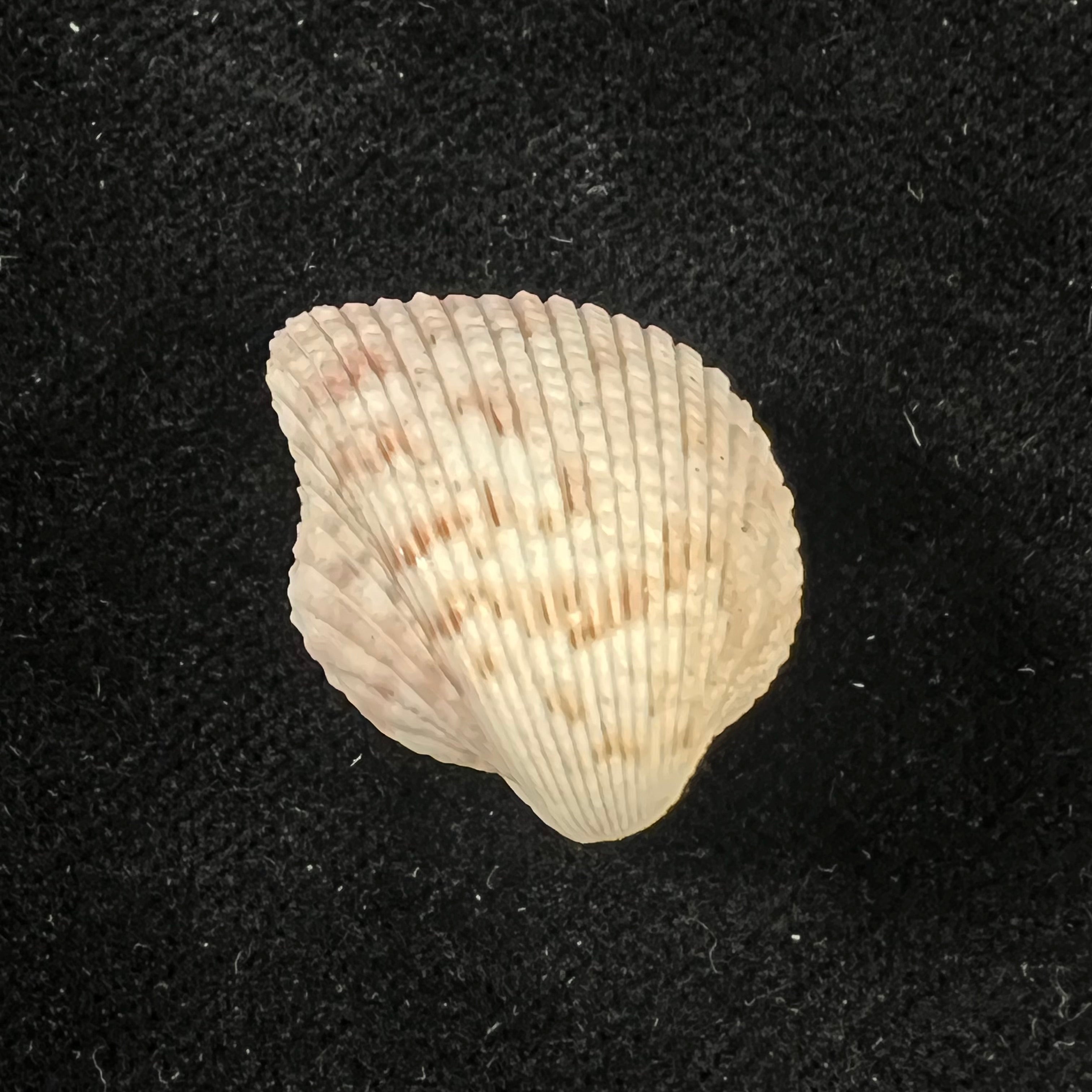 Americardia media (Linnaeus, 1758) - 22,2mm