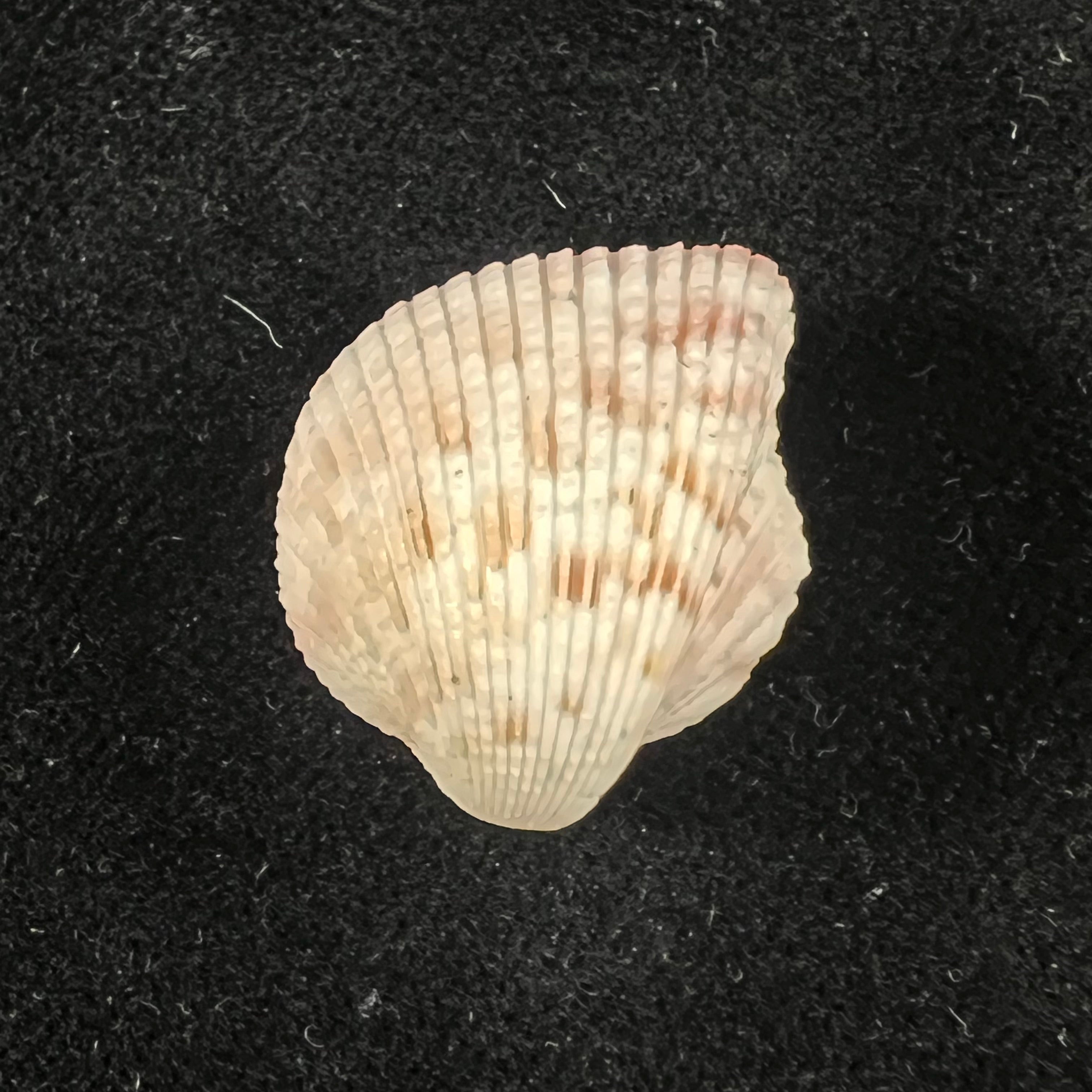 Americardia media (Linnaeus, 1758) - 22,2mm