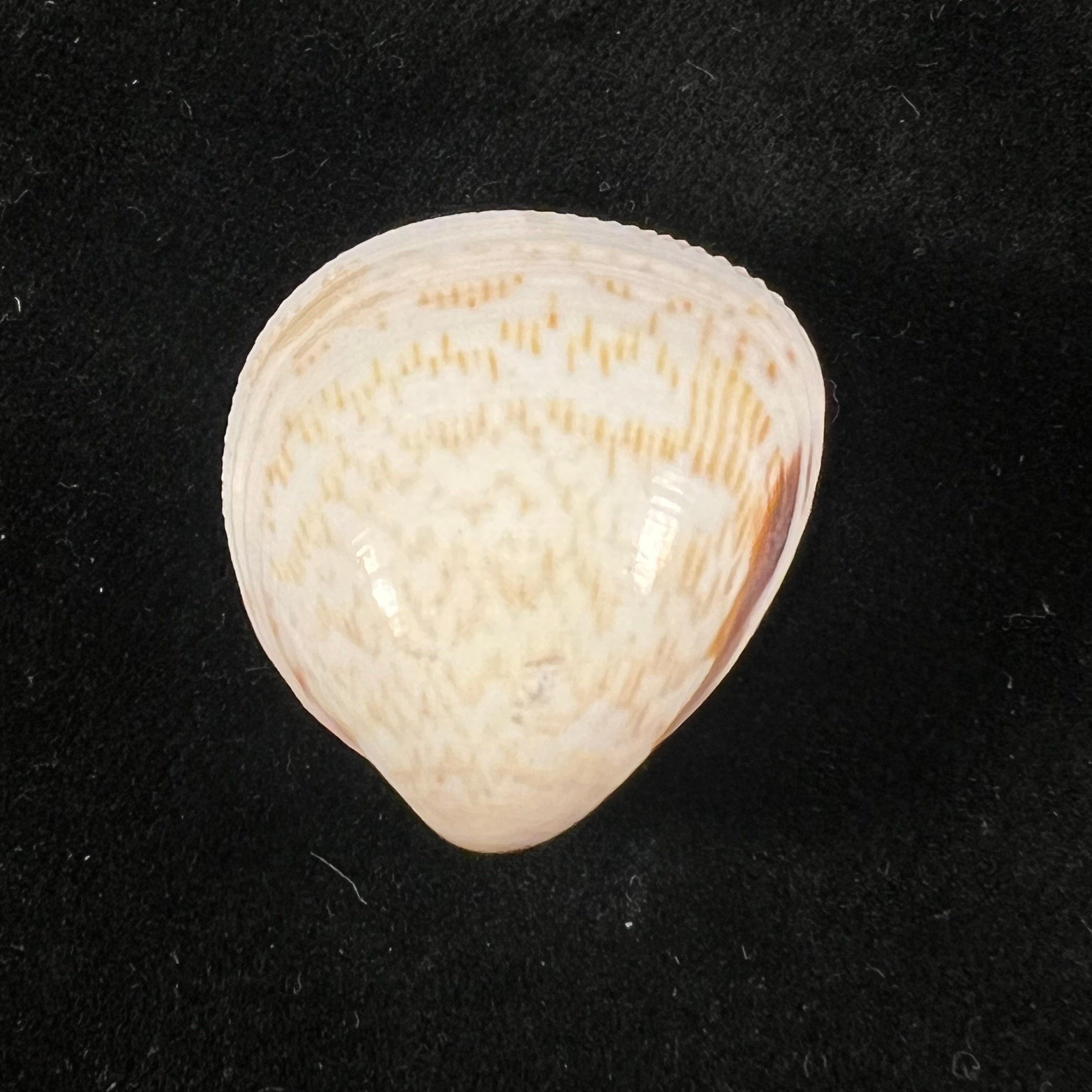 Laevicardium brasilianum (Lamarck,1819) - 27,2mm