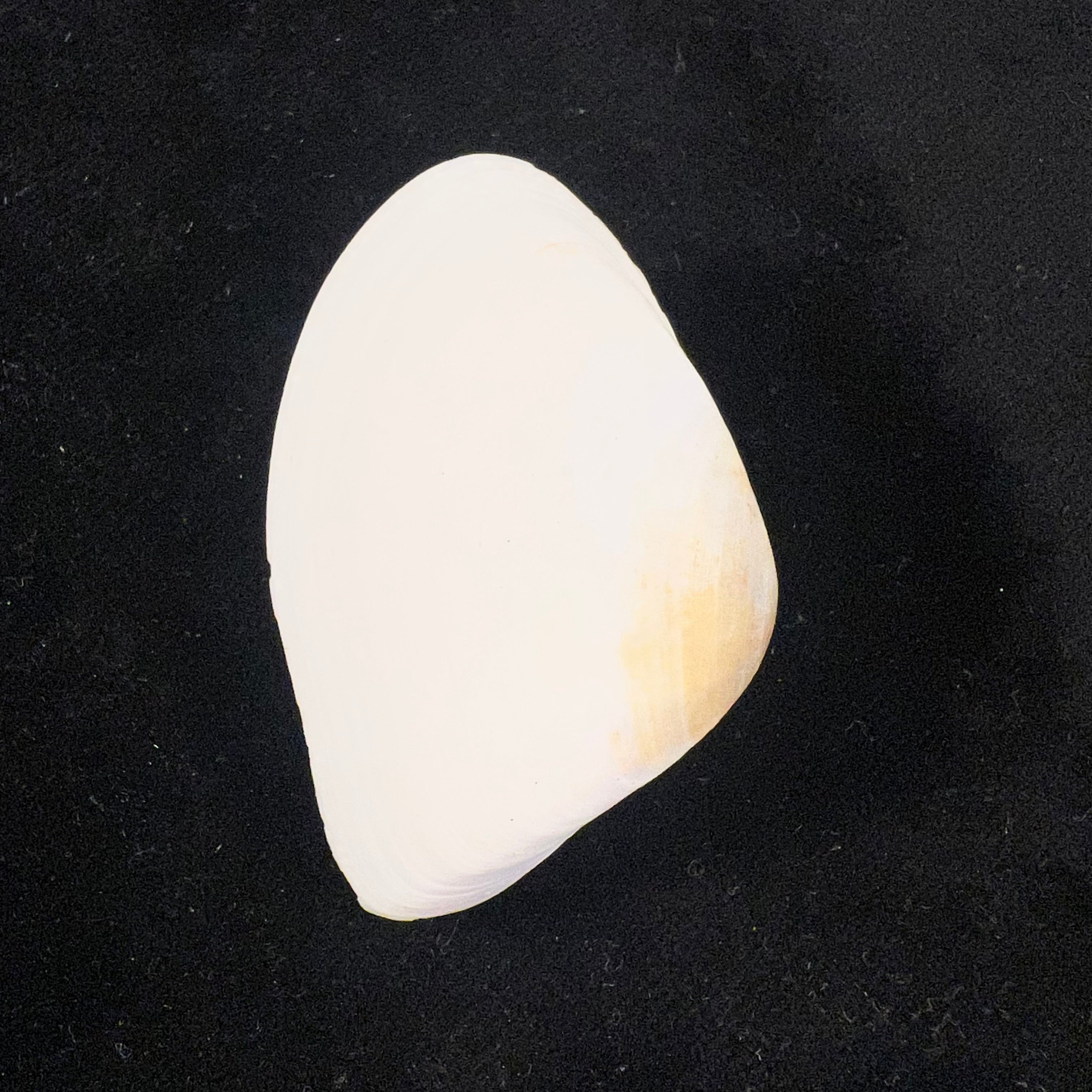 Iphigenia brasiliensis (Lamarck, 1818) - 51,7mm