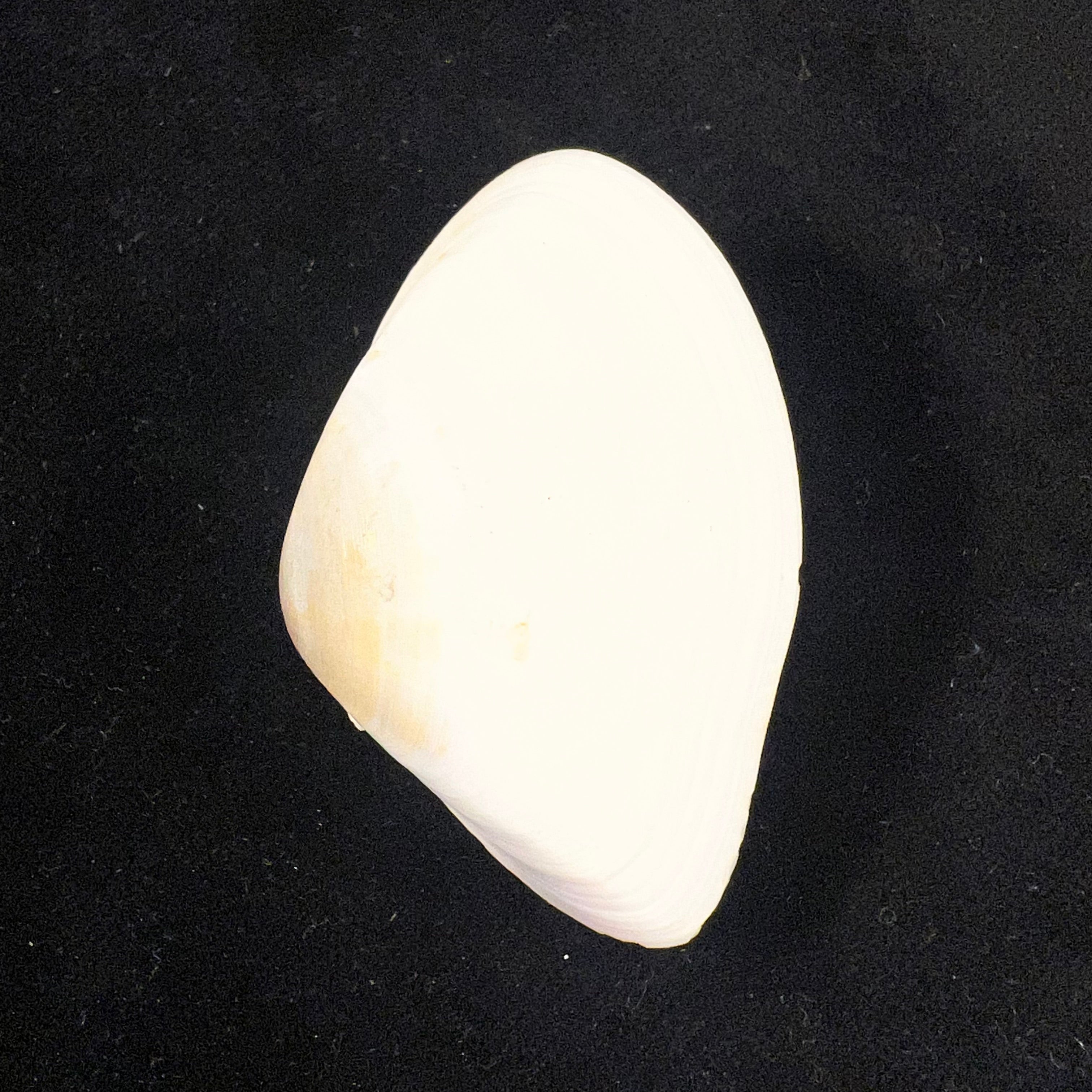 Iphigenia brasiliensis (Lamarck, 1818) - 51,7mm