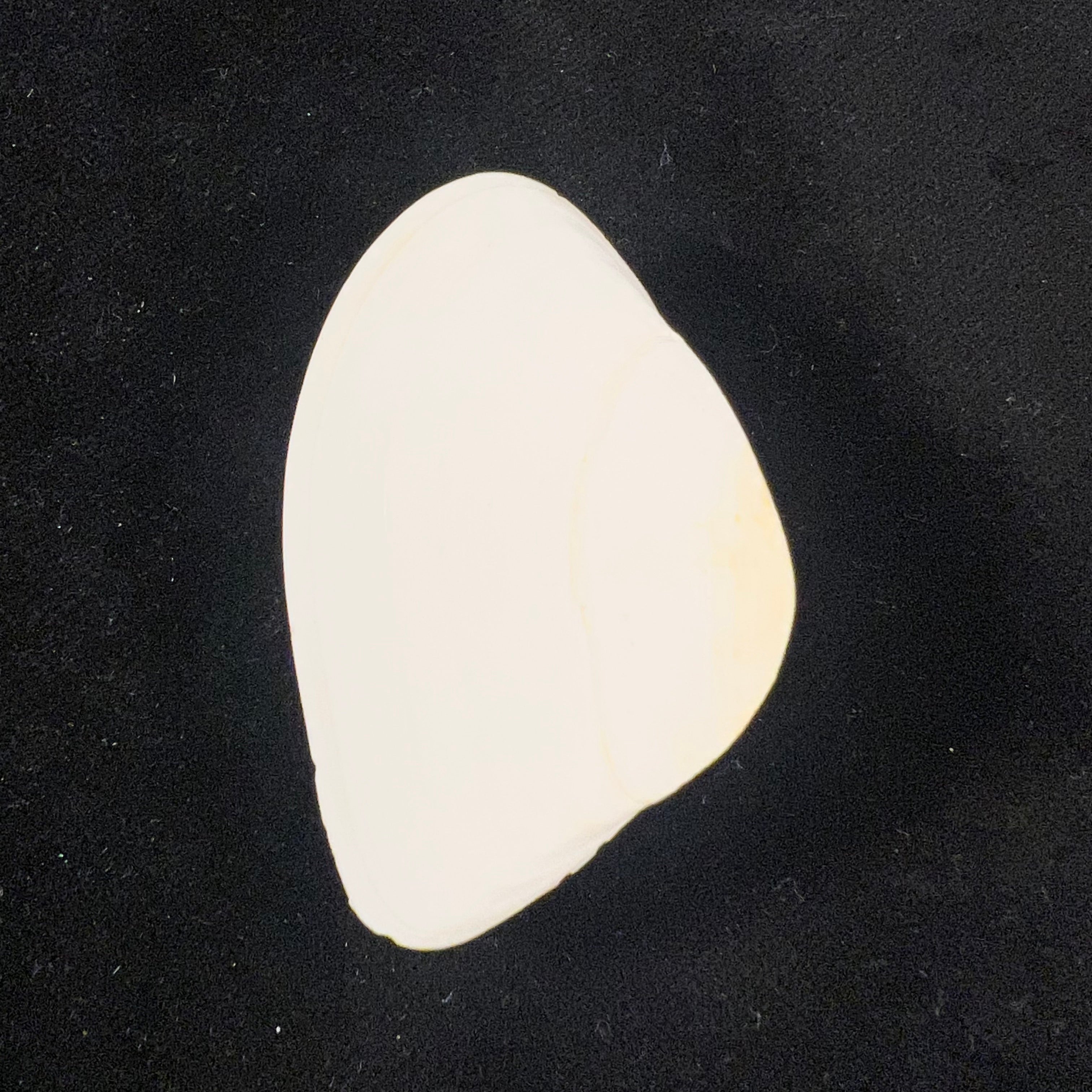 Iphigenia brasiliensis (Lamarck, 1818) - 52,3mm