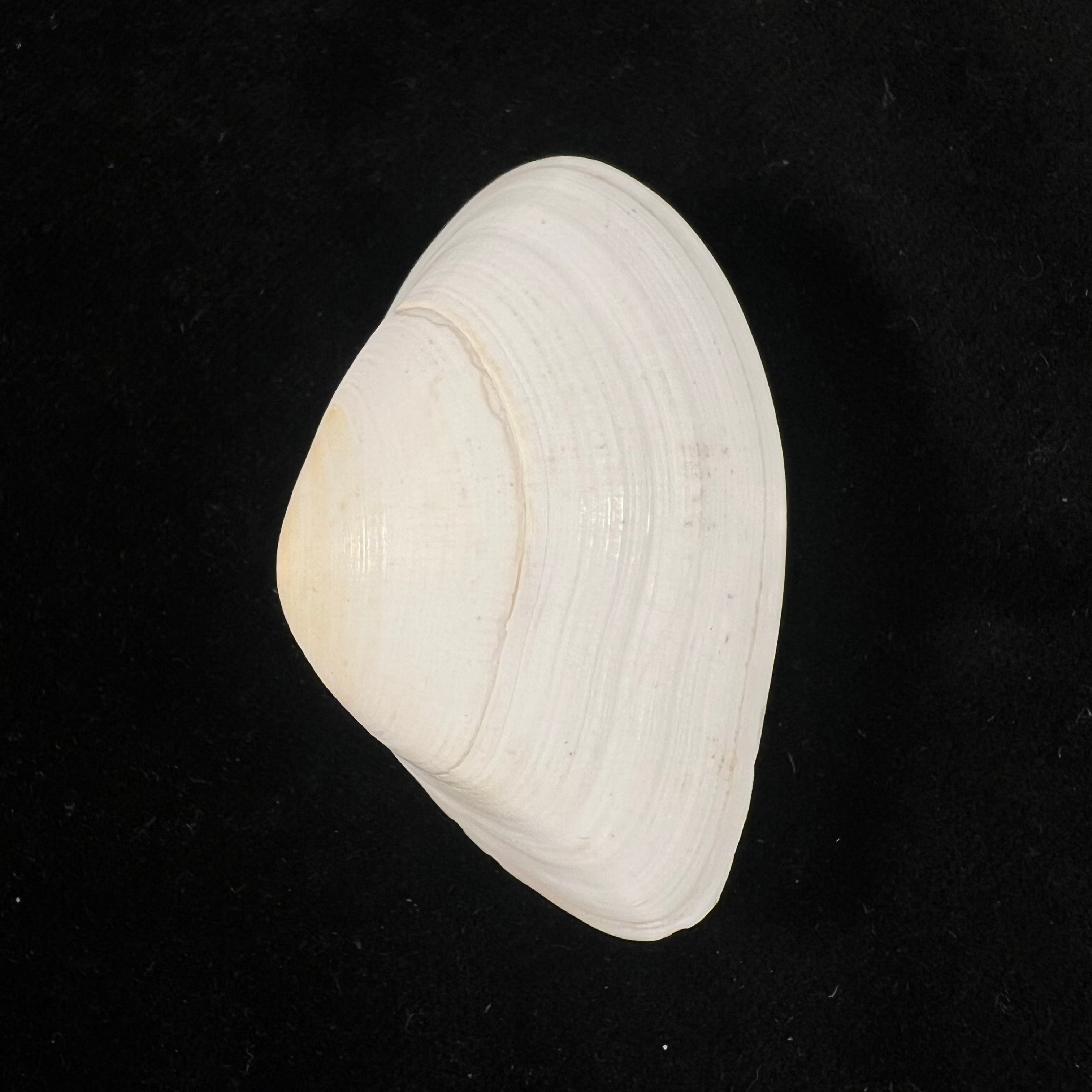 Iphigenia brasiliensis (Lamarck, 1818) - 52,3mm