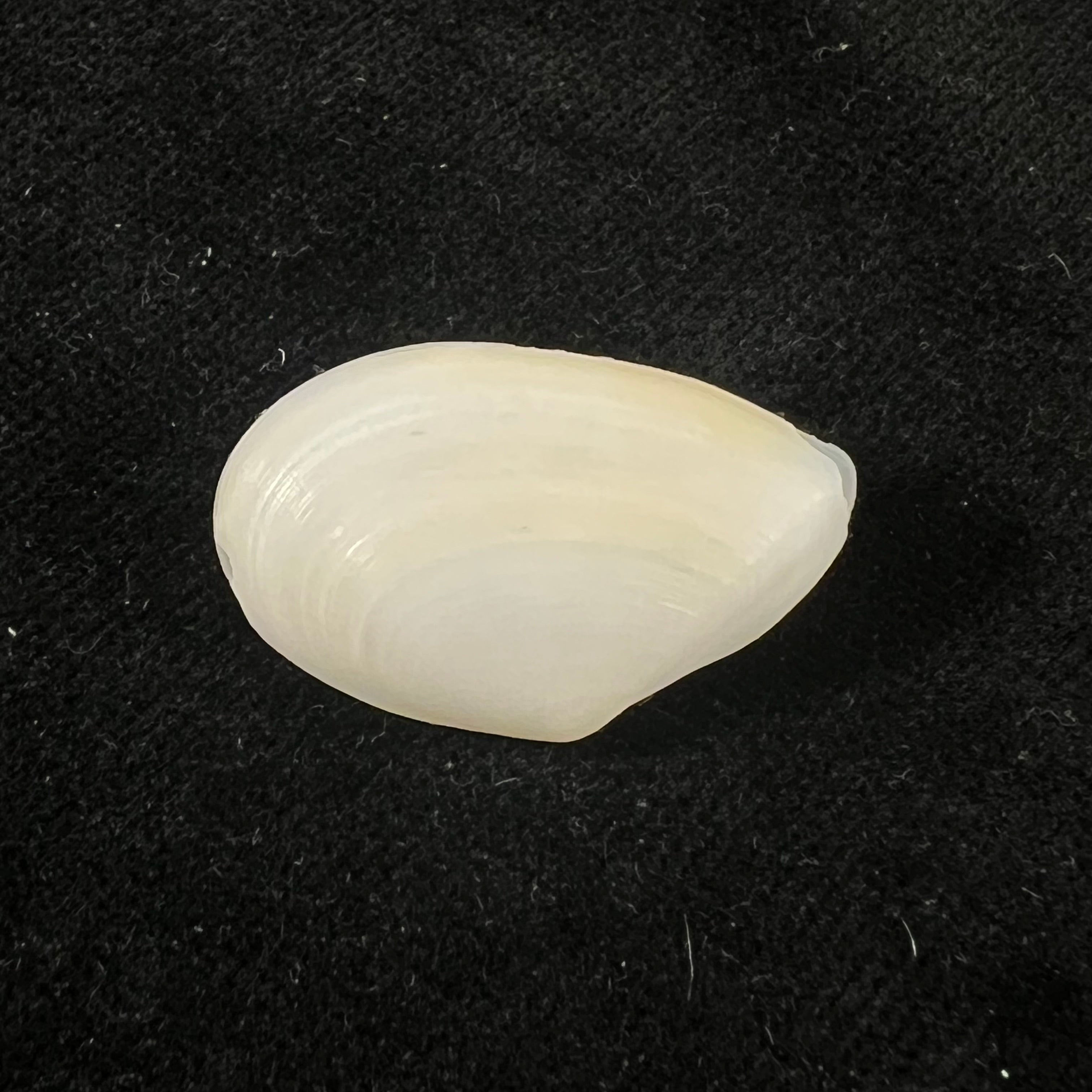 Eurytellina lineata (W. Turton, 1819) - 26,1mm