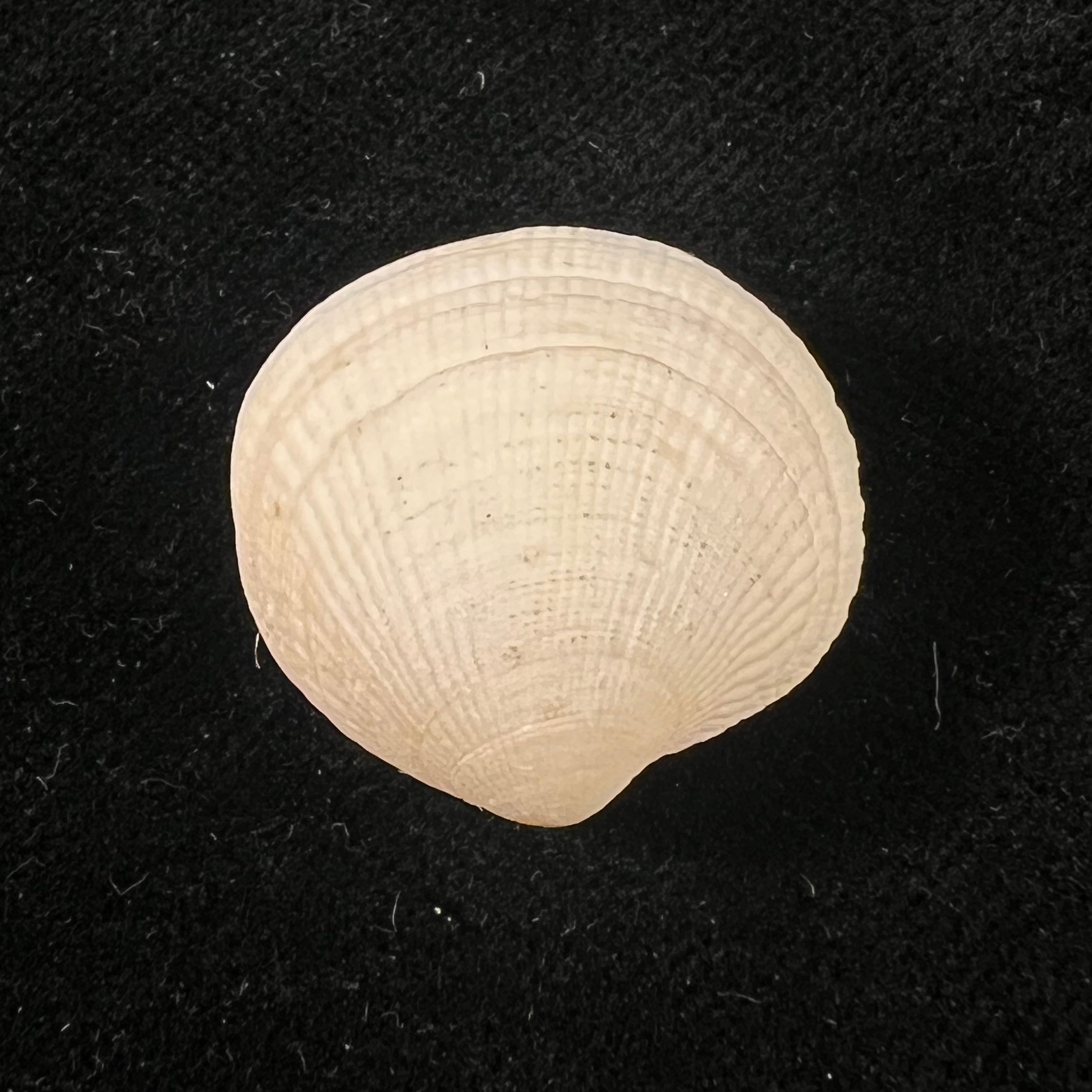 Ctena decussata (O. G. Costa, 1829) - 23mm