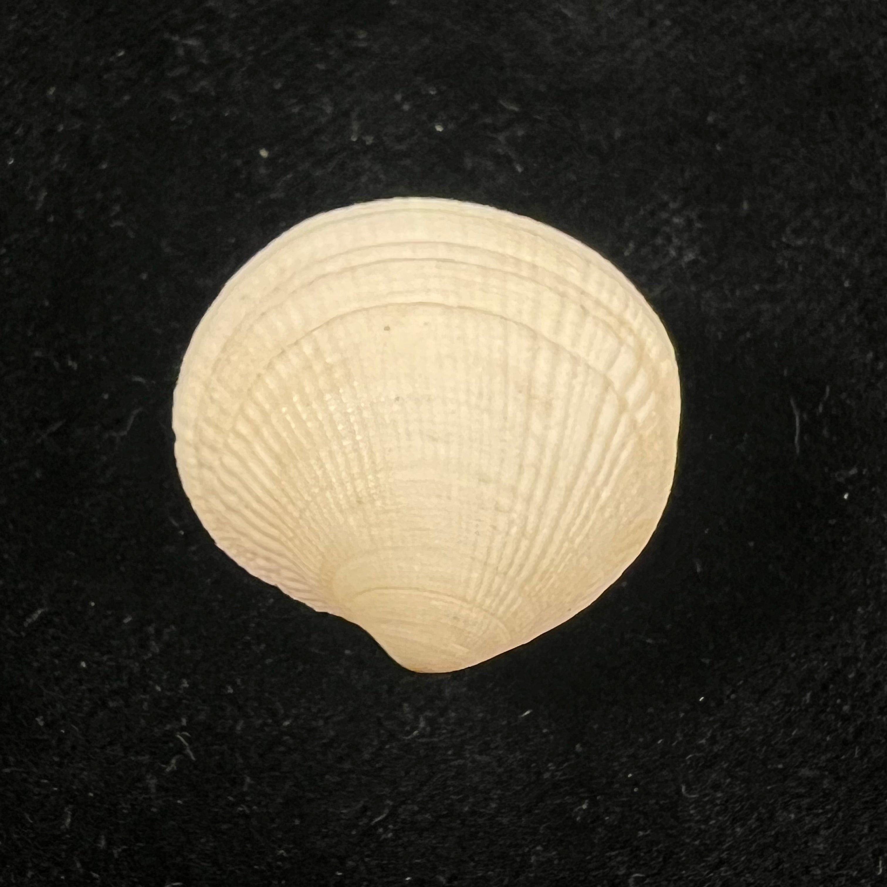 Ctena decussata (O. G. Costa, 1829) - 23mm