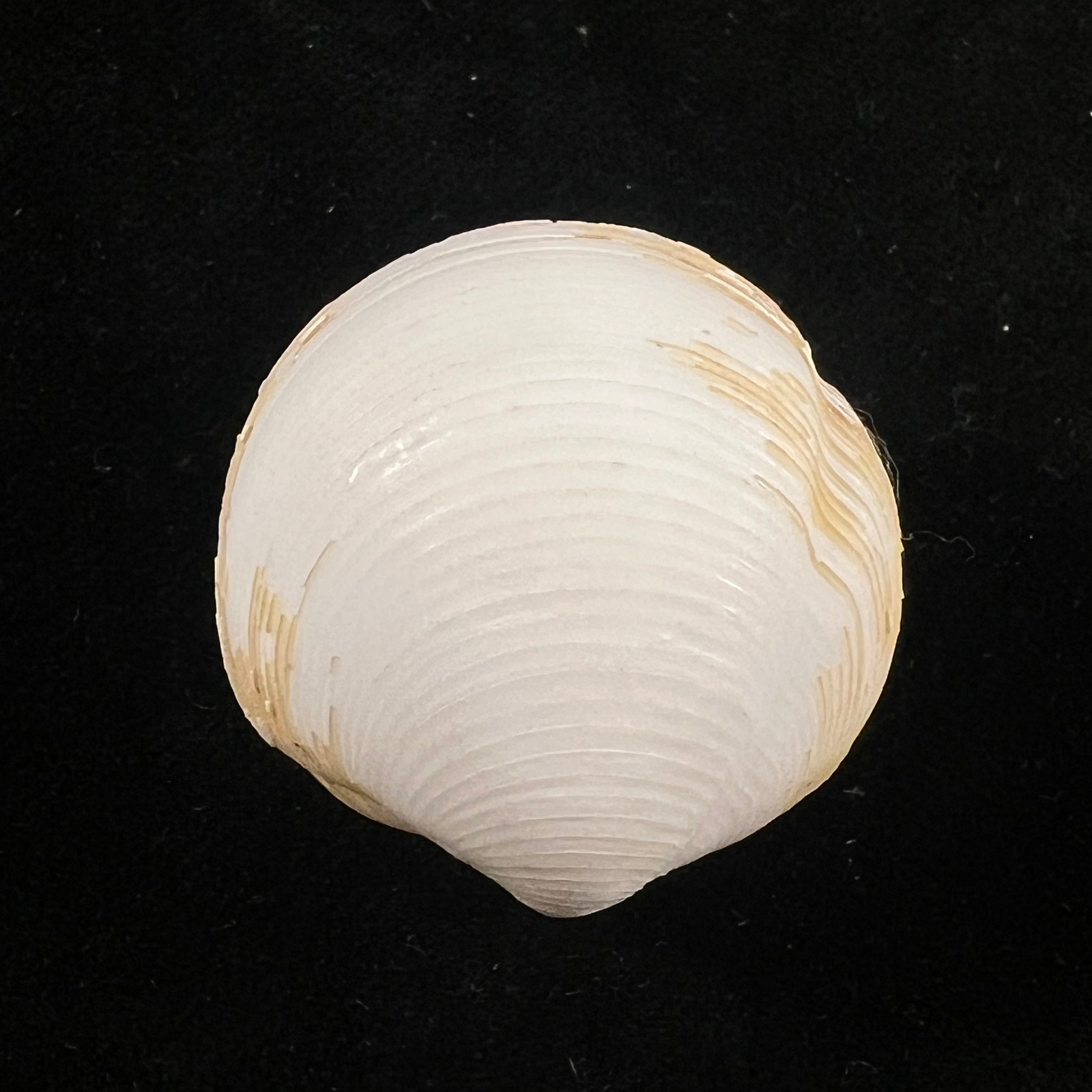 Lucina adansoni A. d'Orbigny, 1840 - 30,7mm