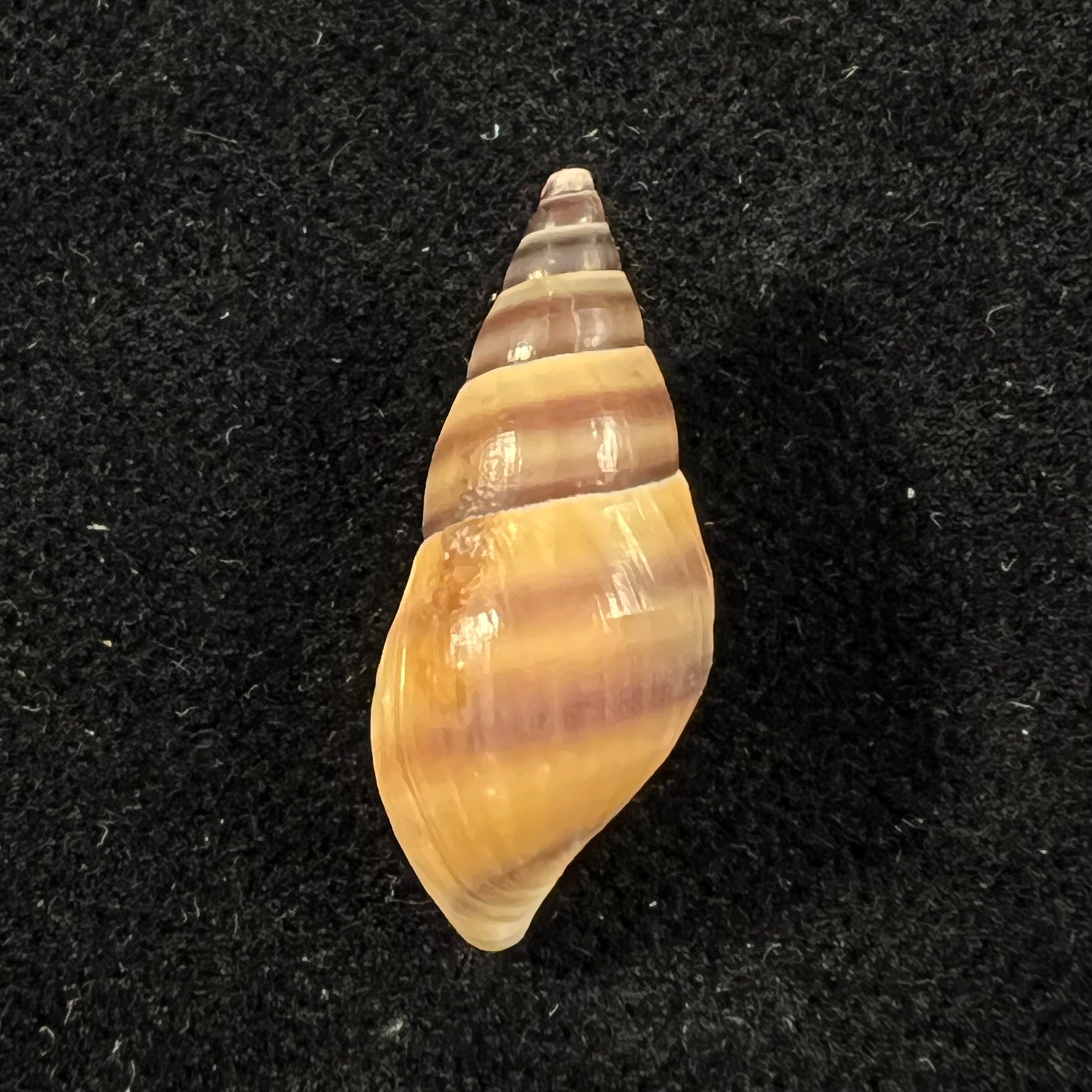 Koreoleptoxis sp - 22,1mm