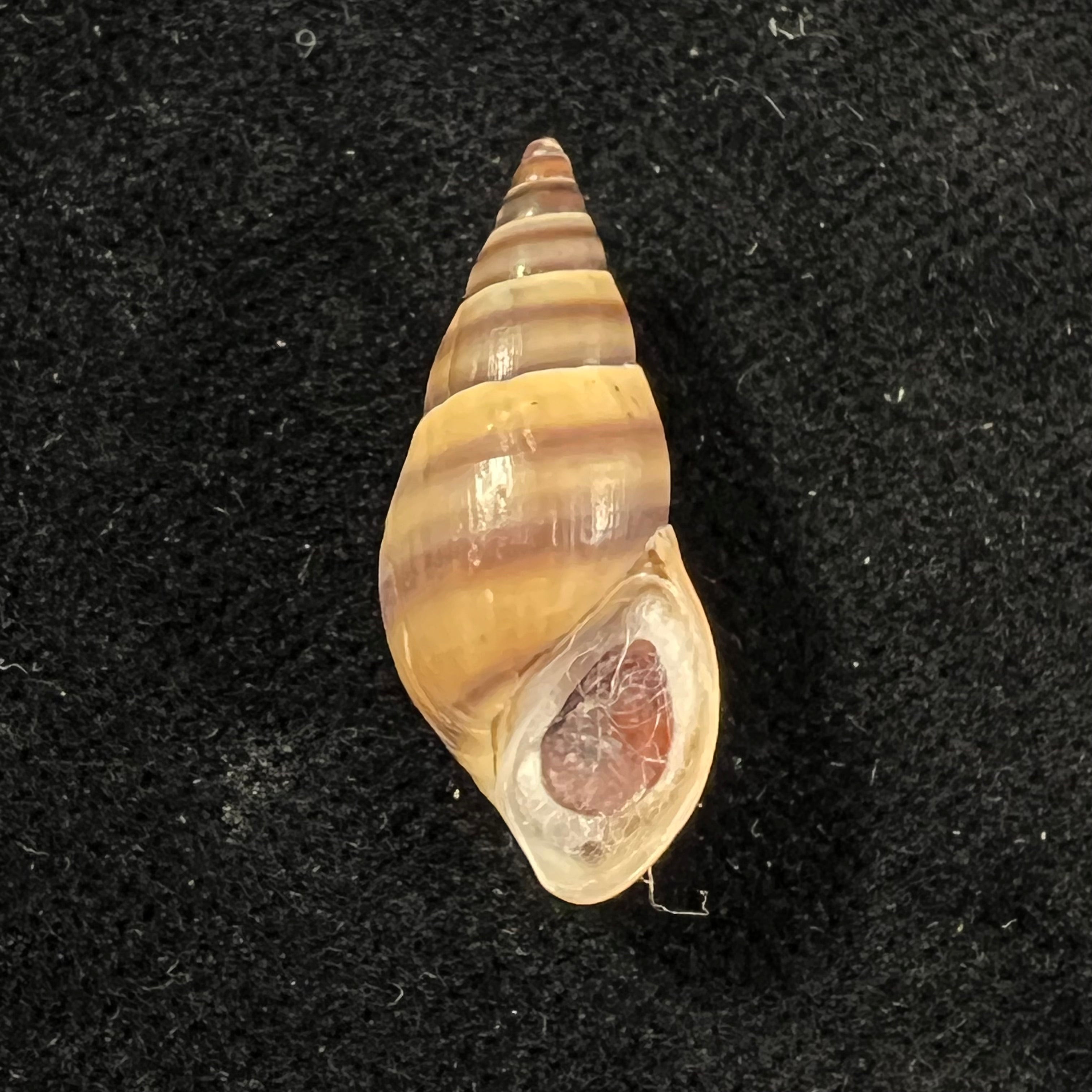 Koreoleptoxis sp - 22,1mm