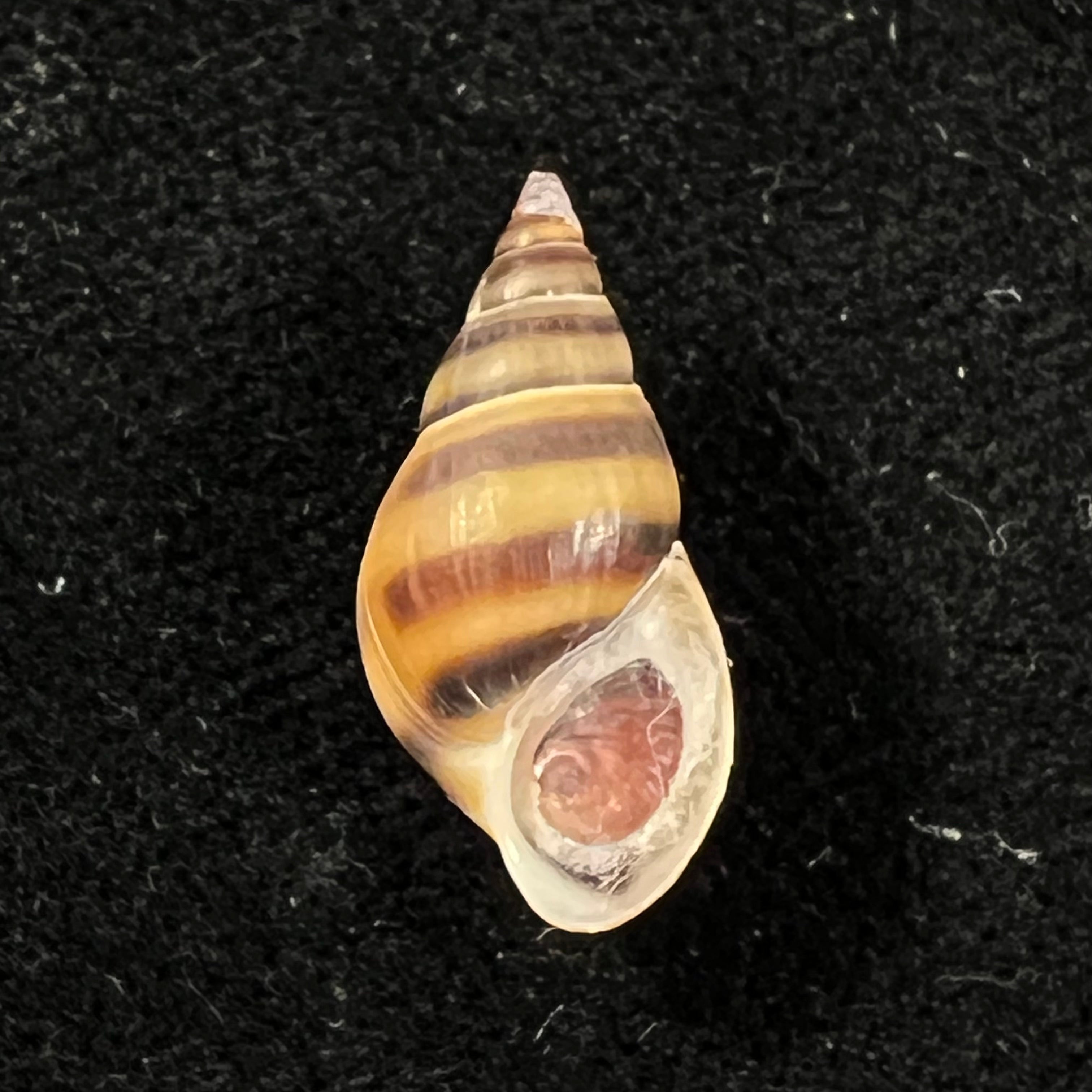 Koreoleptoxis sp - 18,3mm