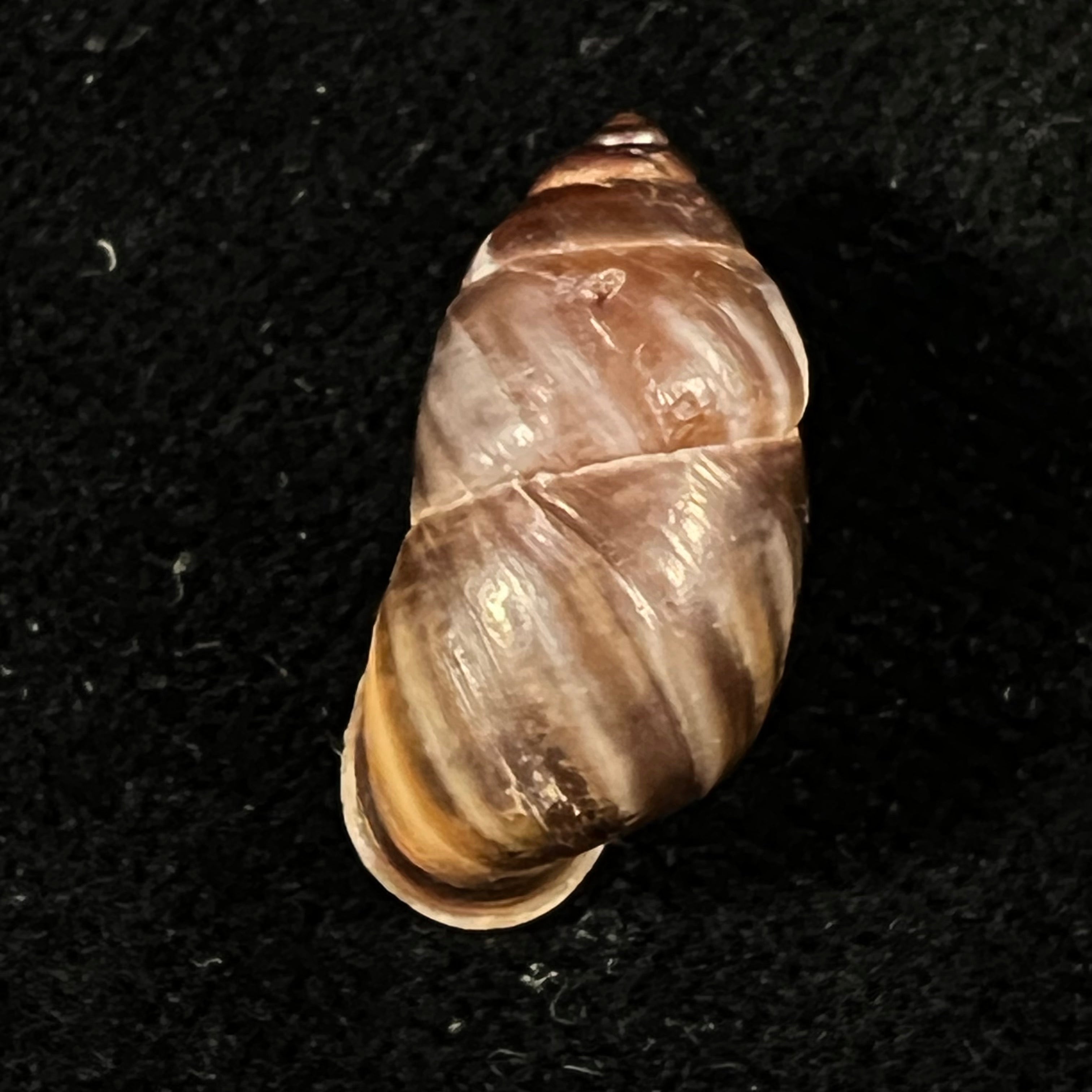 Pupinidius pulchellus Z.-G. Chen, Y.-T. Dai, X.-P. Wu & Ouyang, 2024 - 20,4mm