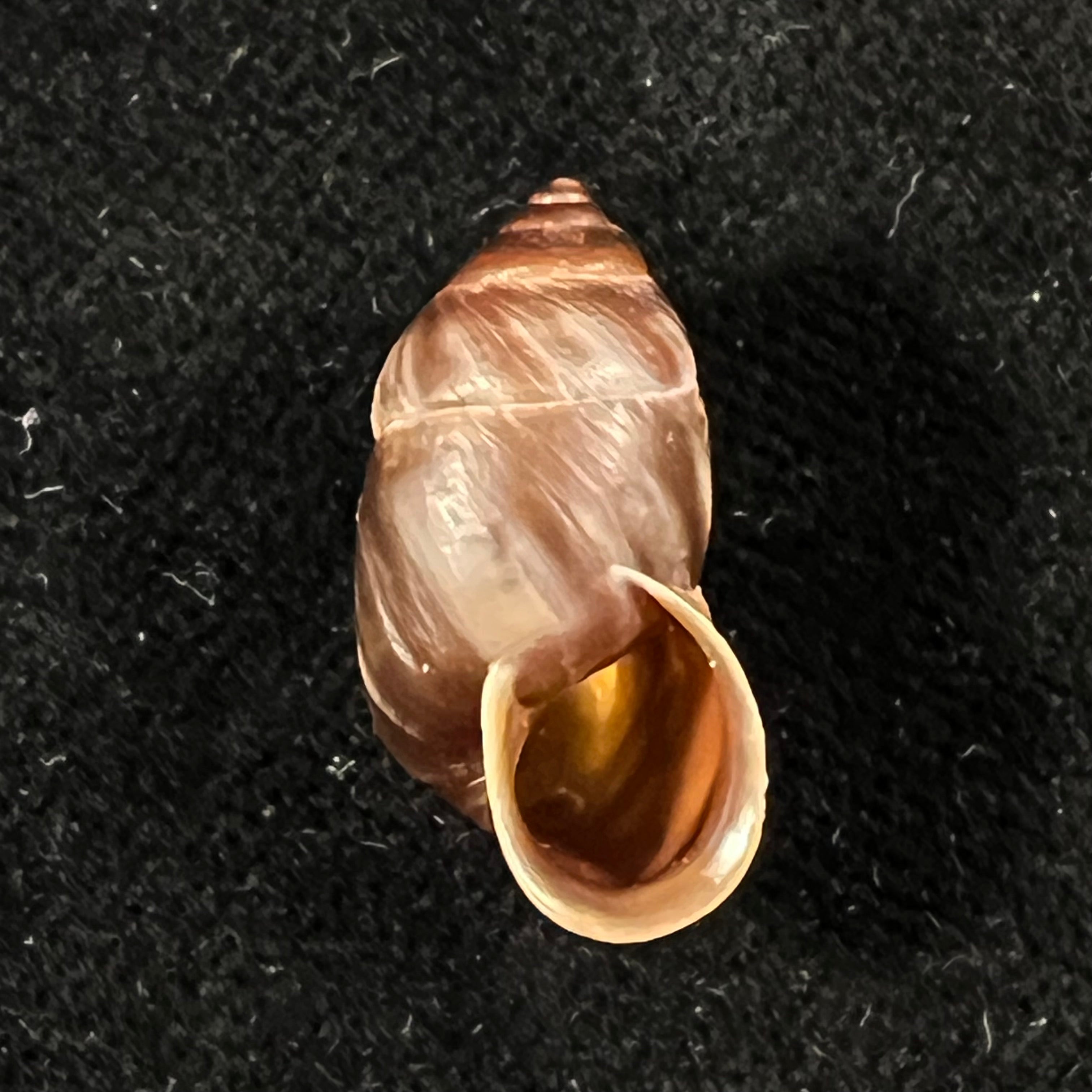Pupinidius pulchellus Z.-G. Chen, Y.-T. Dai, X.-P. Wu & Ouyang, 2024 - 20,4mm