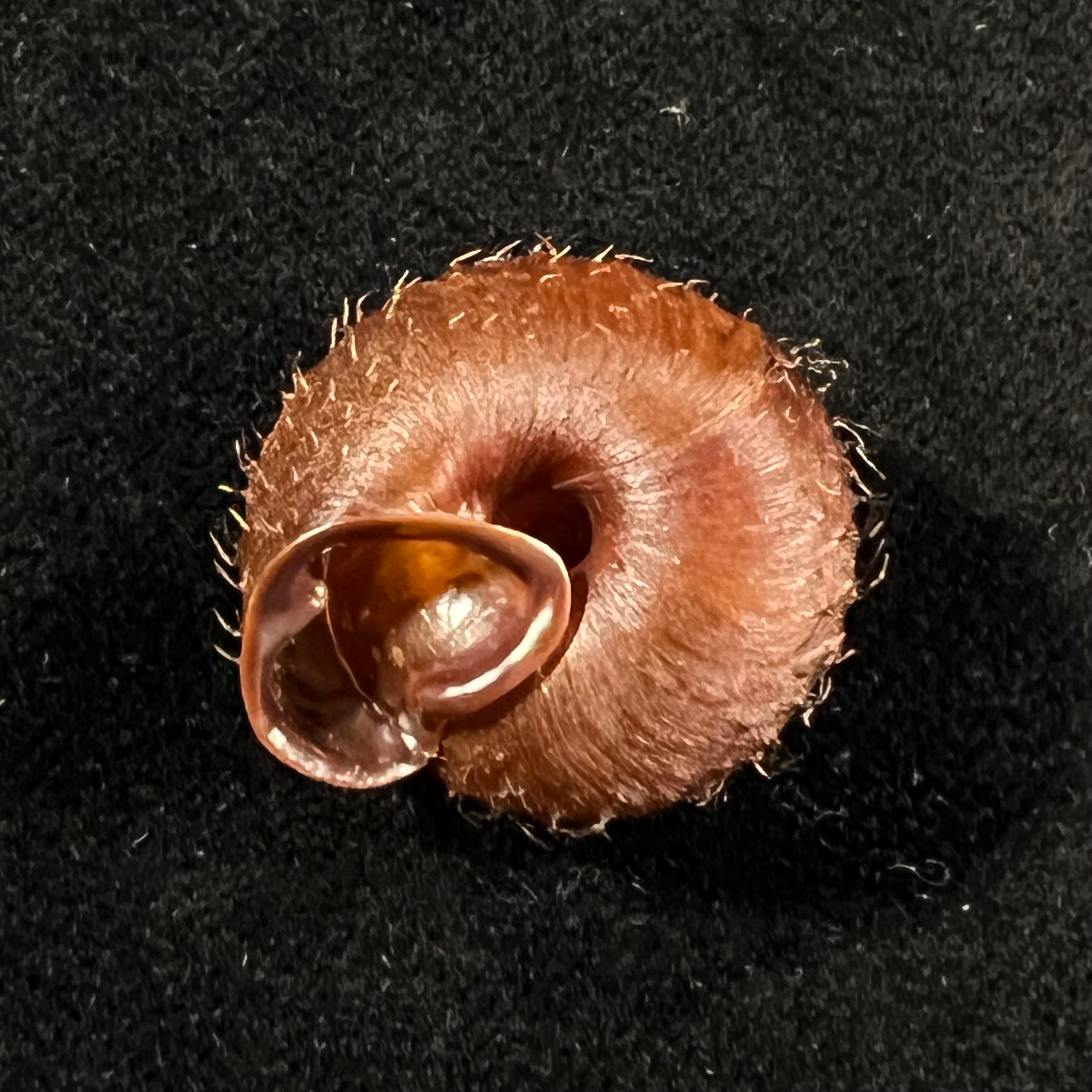 Moellendorffia eastlakeana (Möllendorff, 1882) - 22,7mm