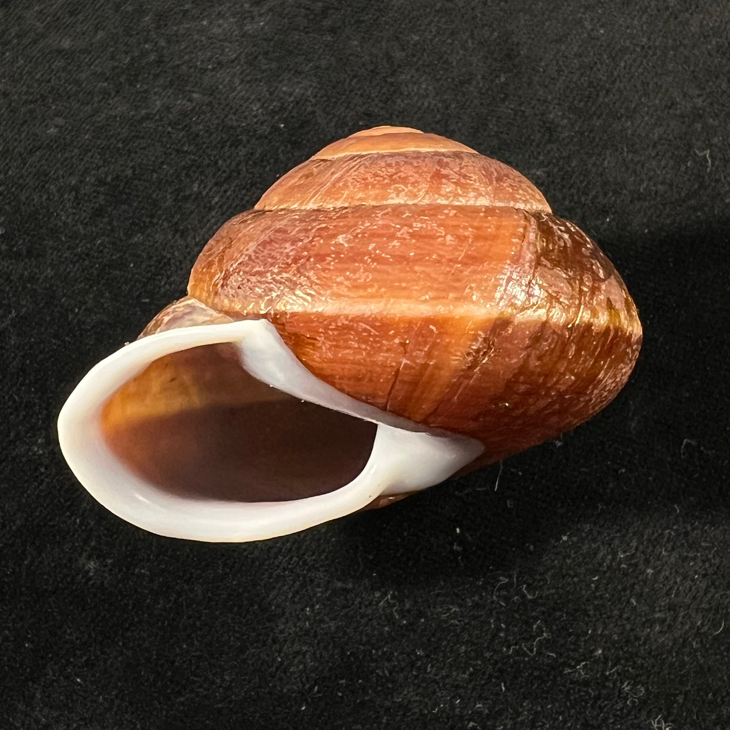 Camaena obtecta (H. Fischer, 1898) - 56,6mm