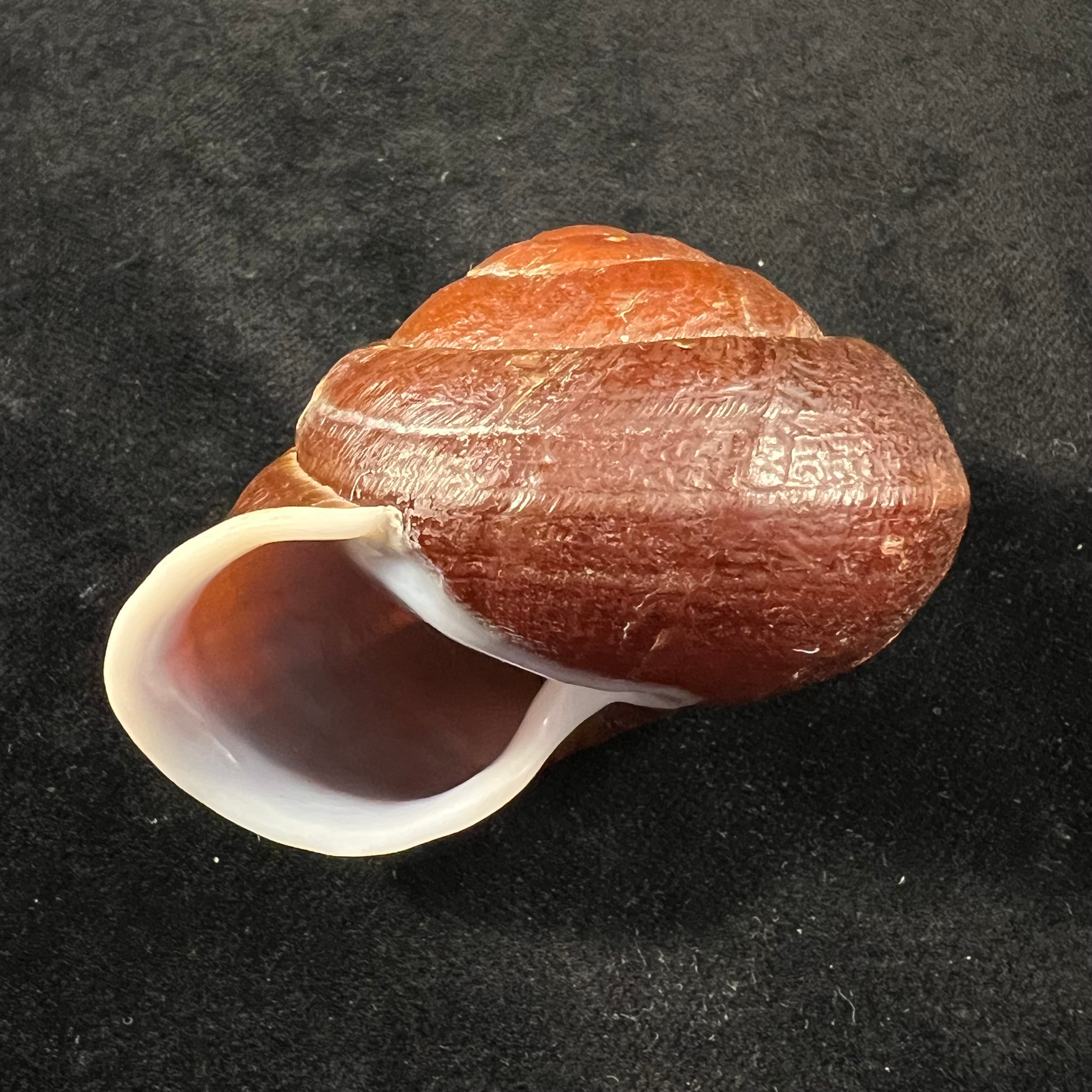 Camaena obtecta (H. Fischer, 1898) - 62,2mm